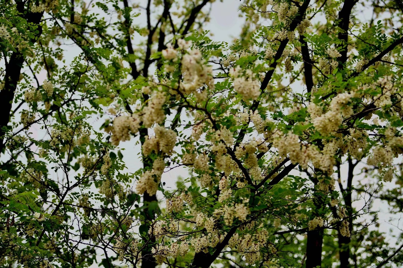 卢氏槐花节即将隆重开幕