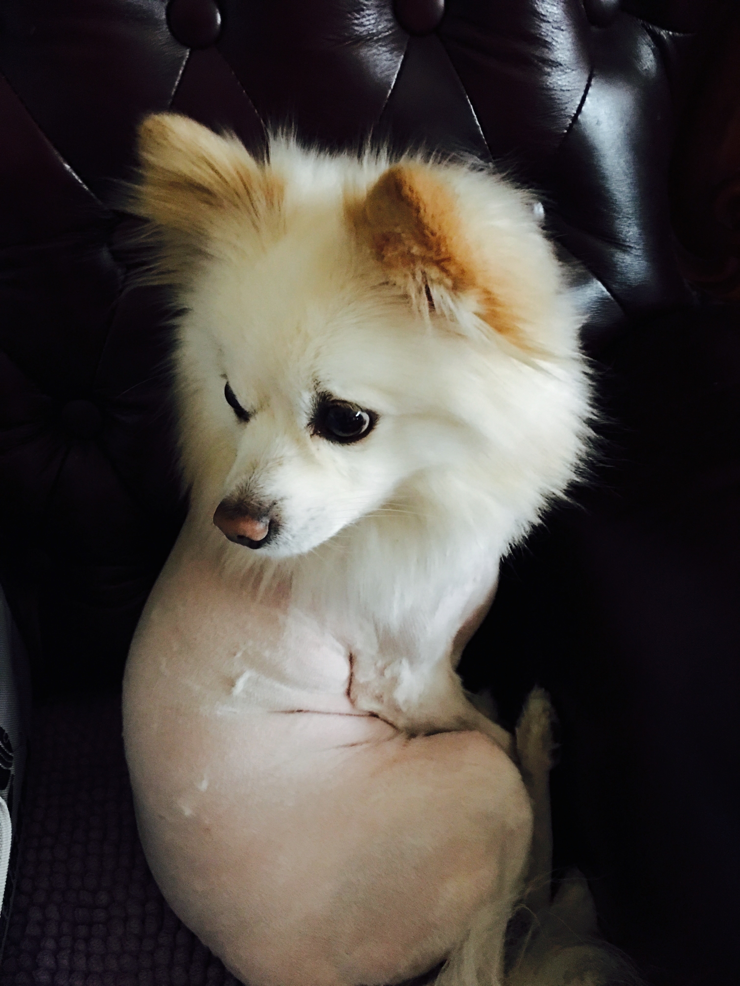 纪念亲爱的宝贝爱犬波波二