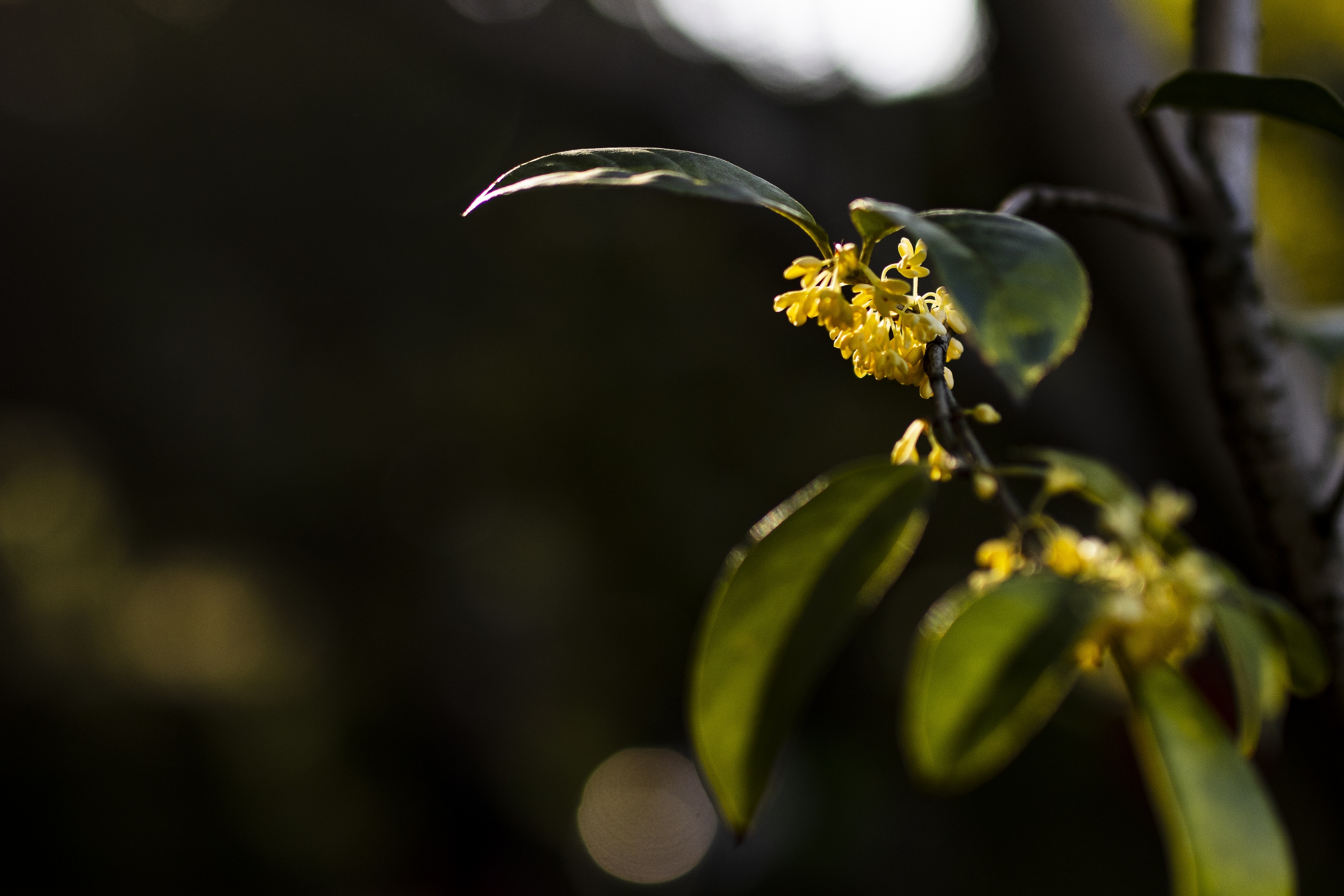 桂花