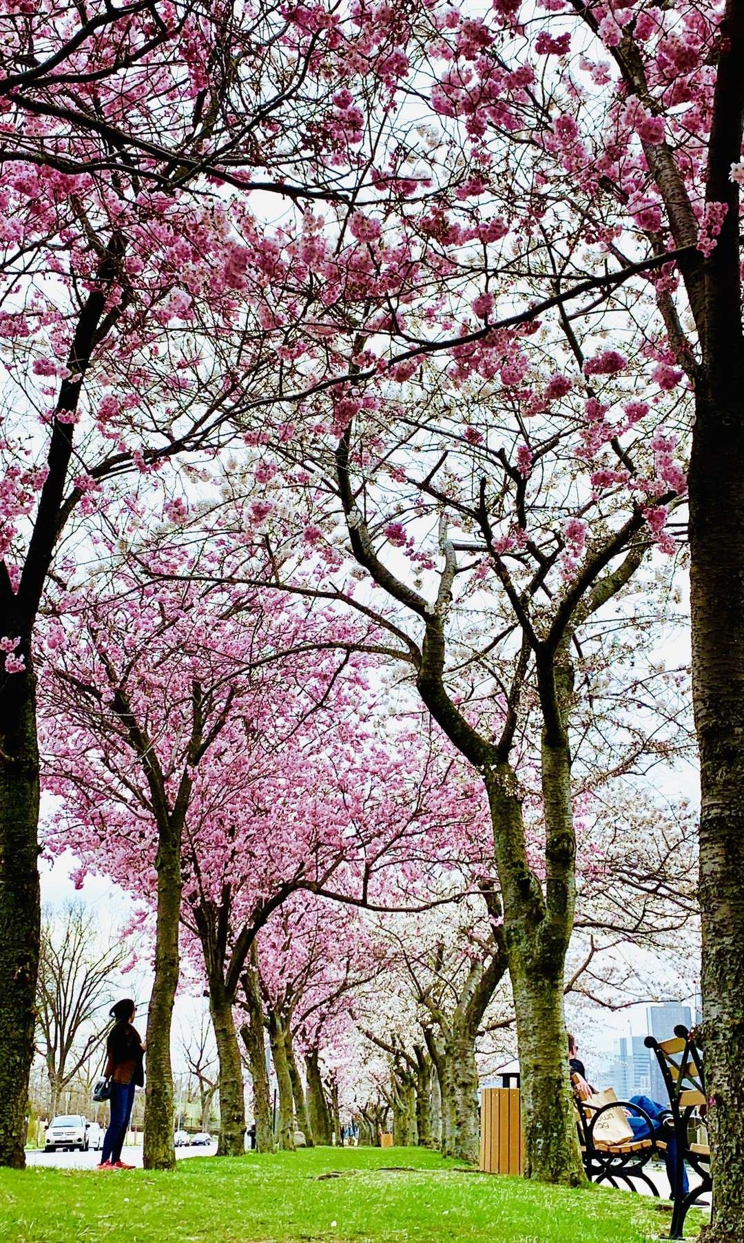 樱花漫天飞舞时 与你邂逅 文/雅馨 摄影:乔治.谷