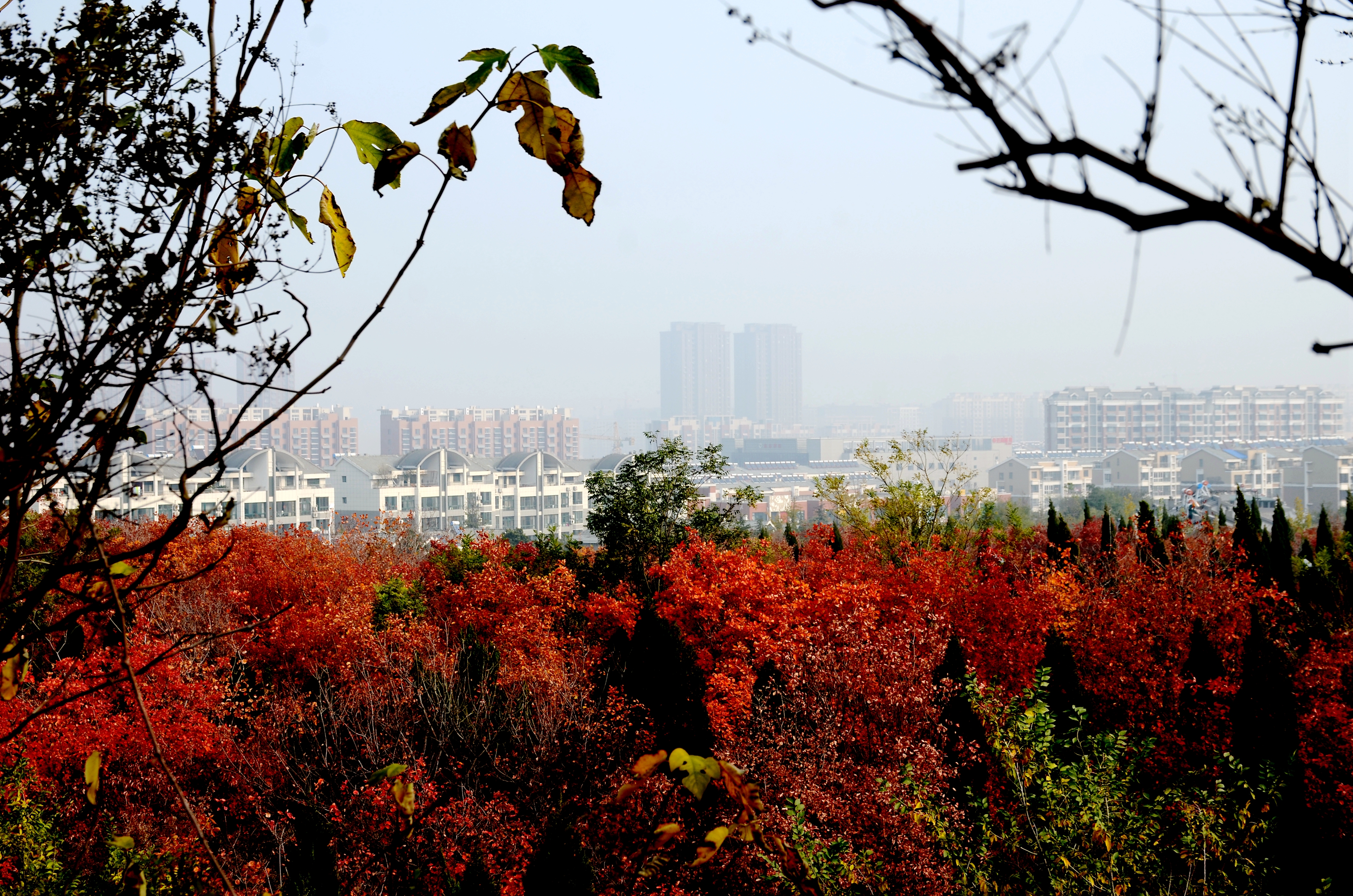 最是橙黄红绿时章丘园林美景入画来