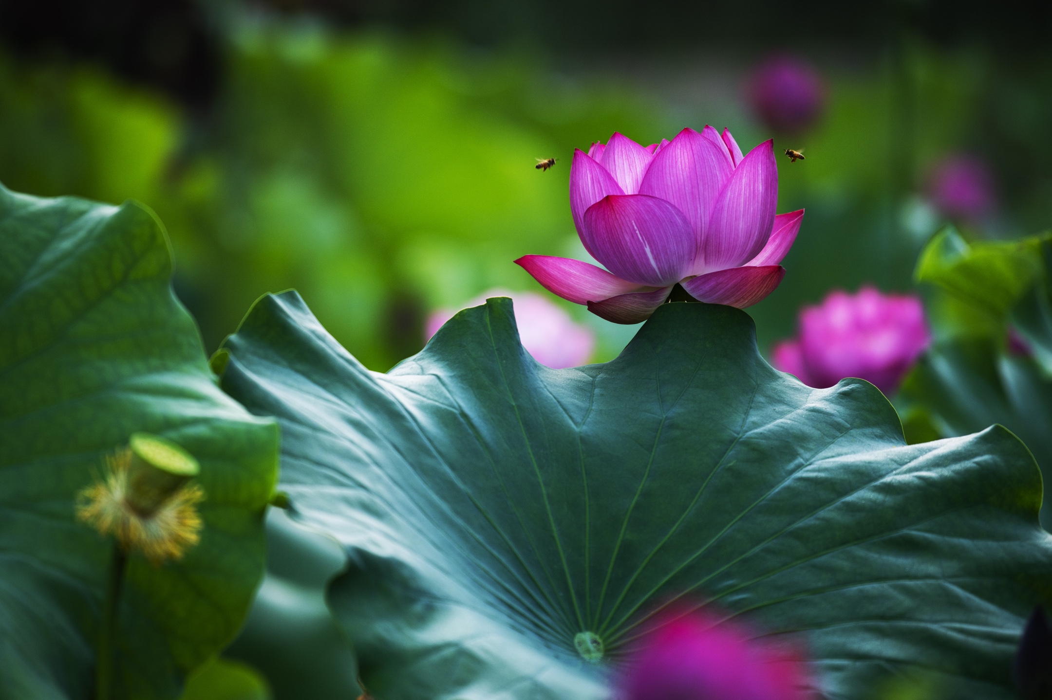 一年一度荷花开,花开富贵幸福来(二)