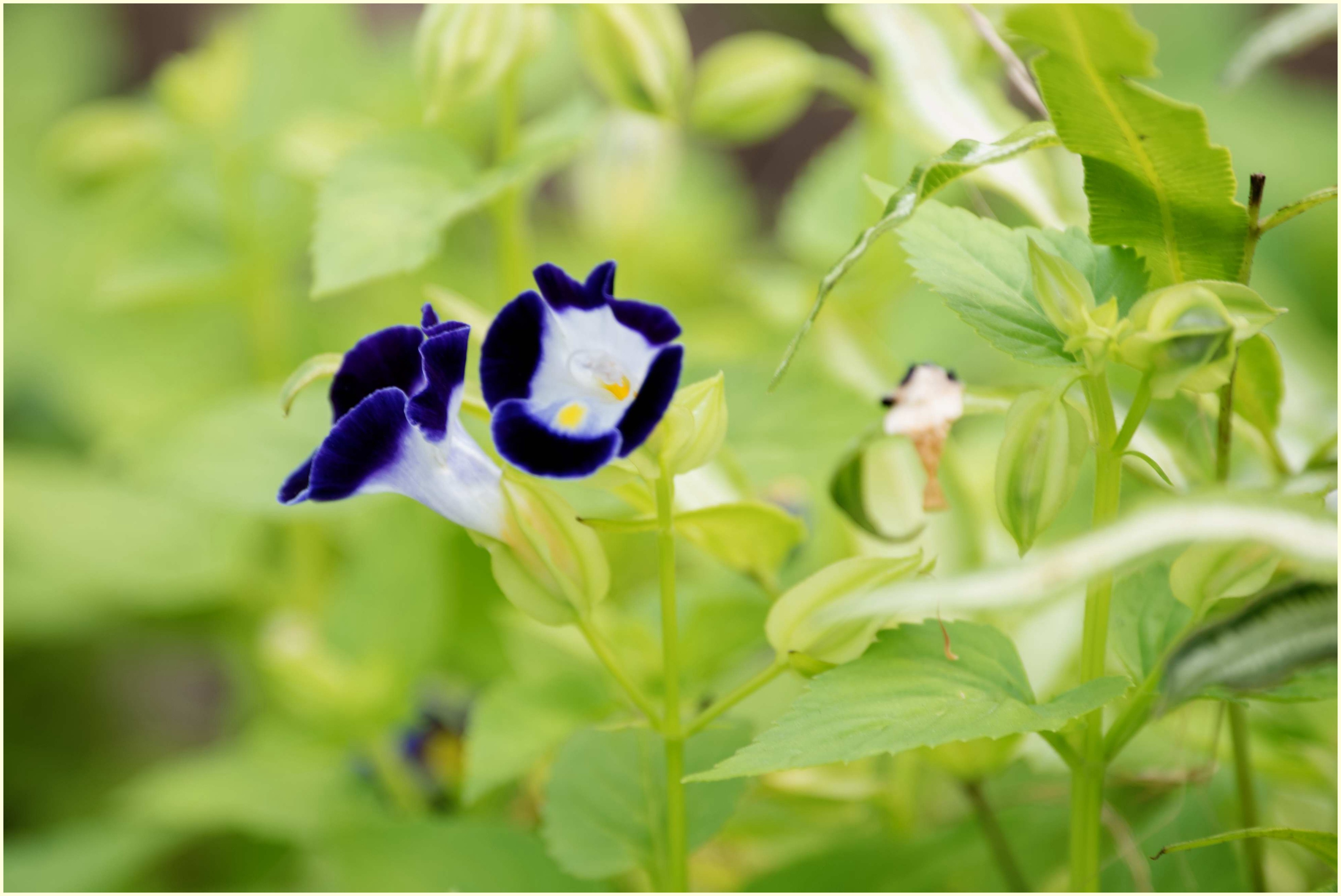 娇俏可爱夏堇花