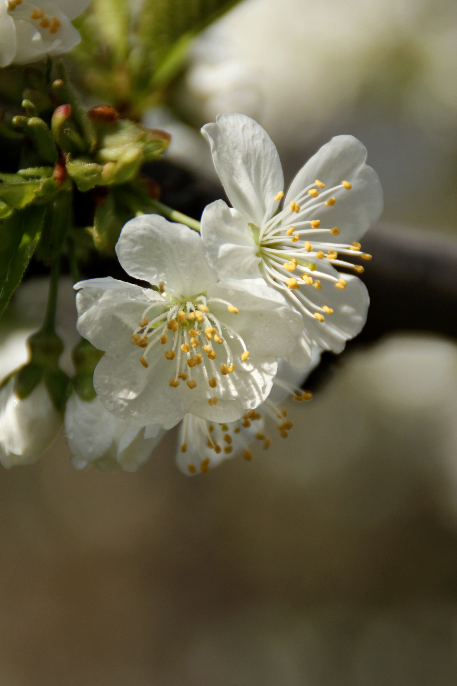首发李花怒放一树白