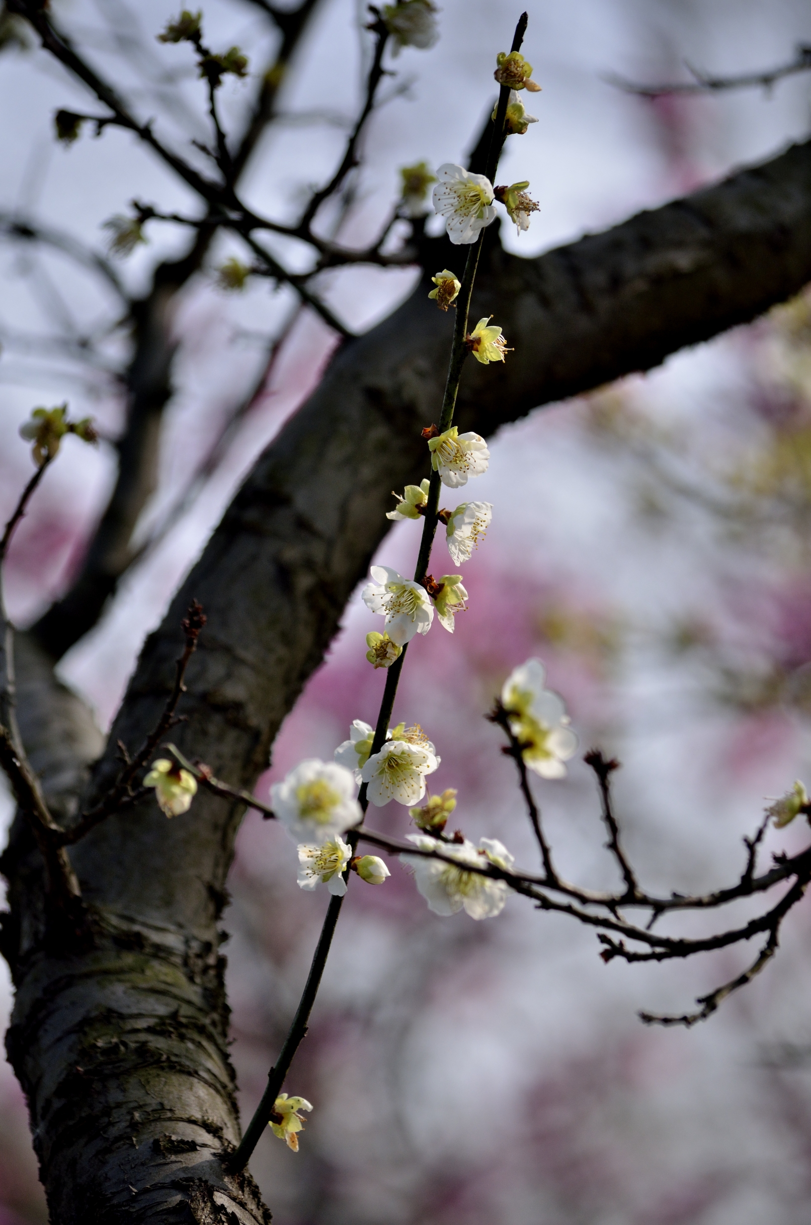 梅花系列一小绿萼梅(首发)