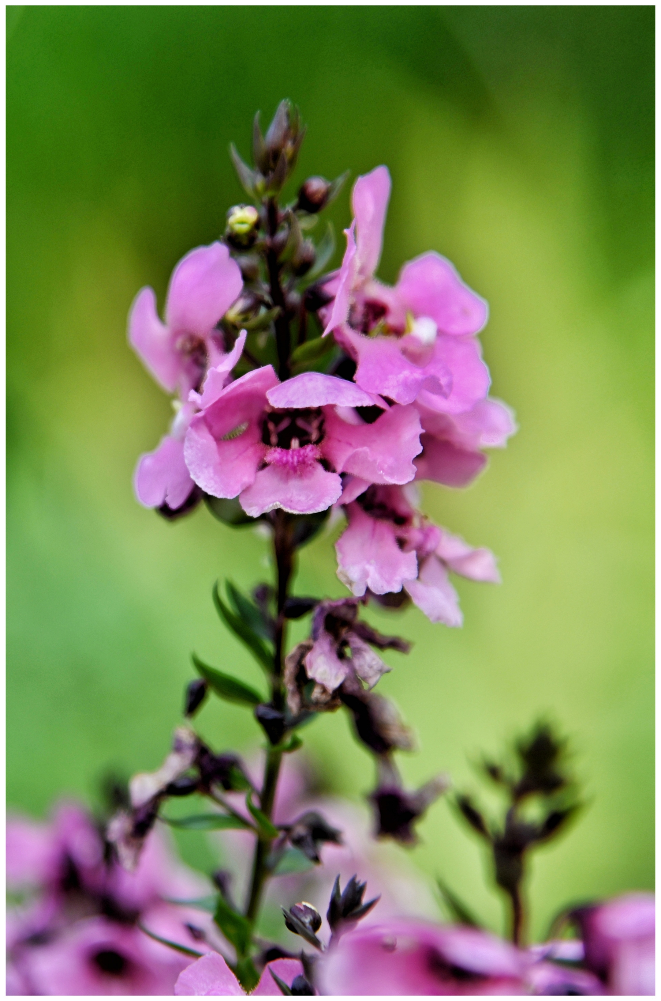休闲时光赏花草香彩雀