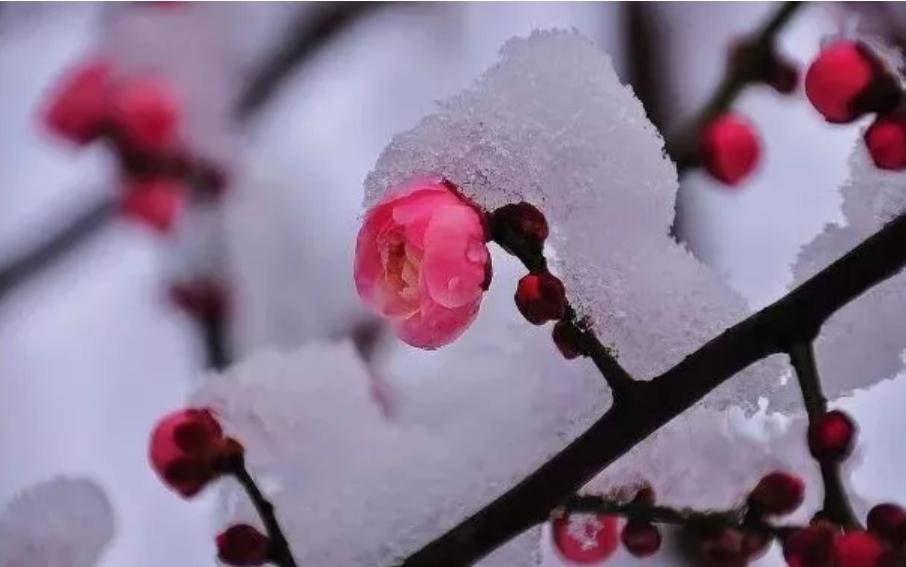 枝头犹有梅花红