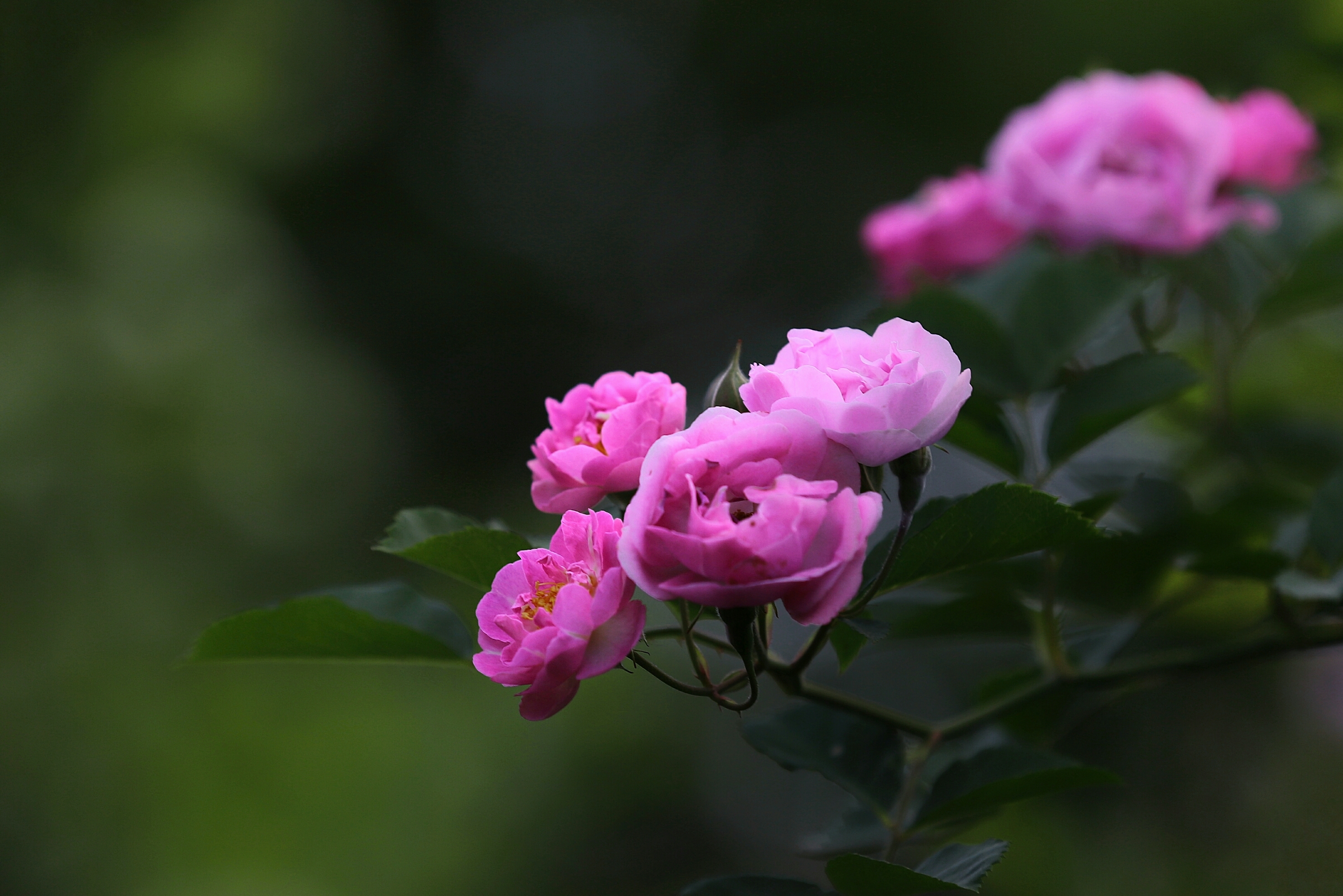 蔷薇开花的样子图片