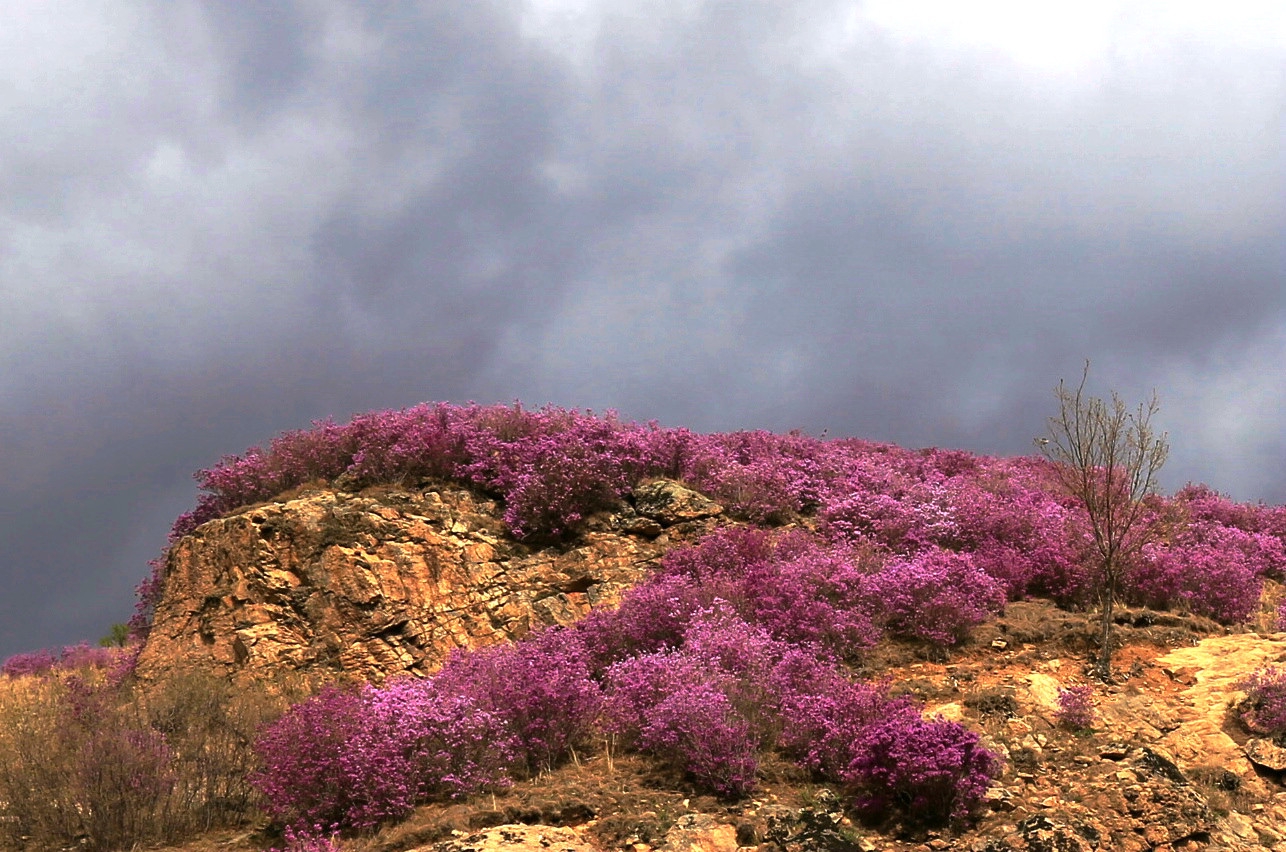 家乡桃山一一我眼中的《杜鹃花》