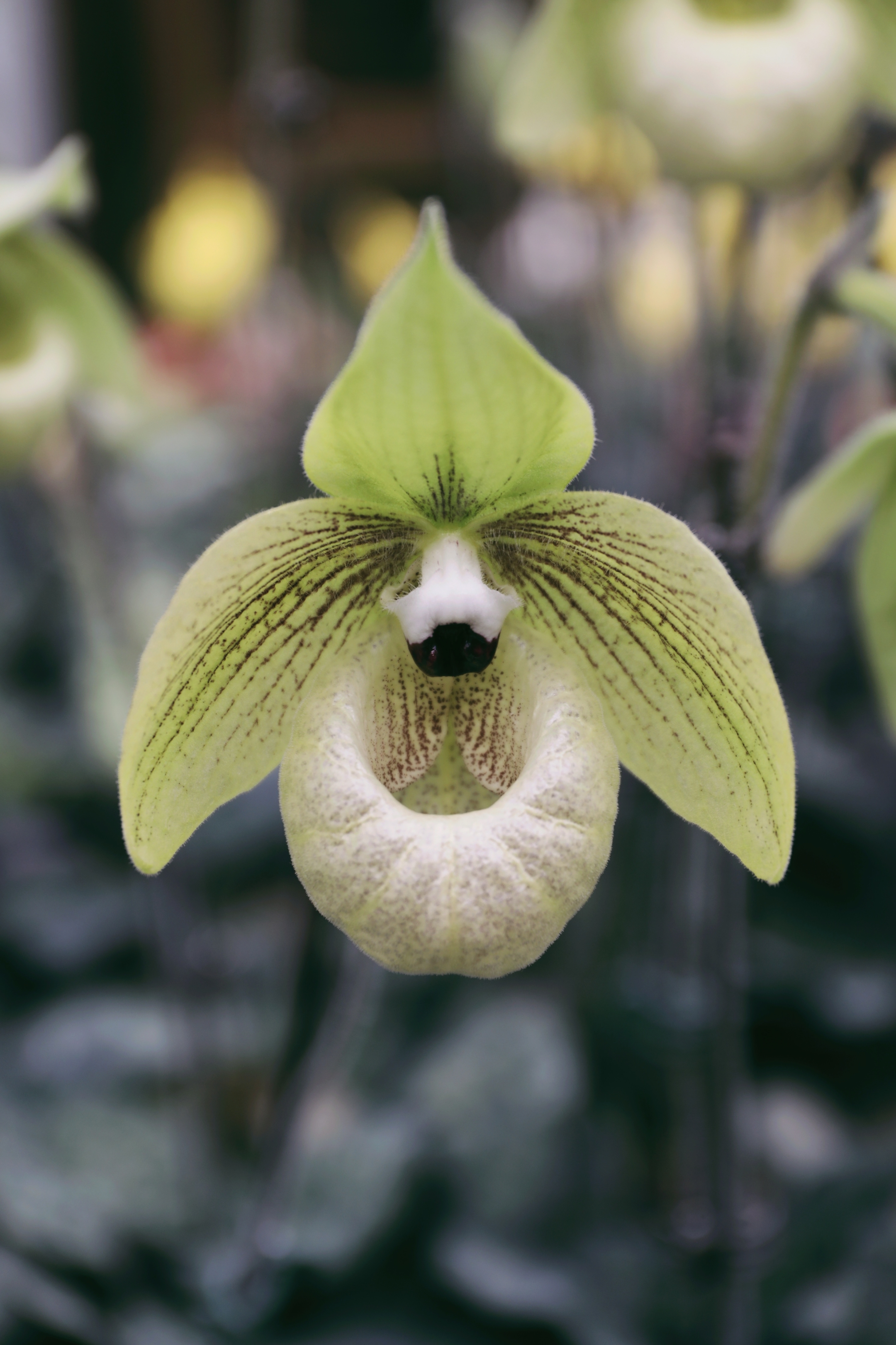 【vv首发】兰花/兜兰