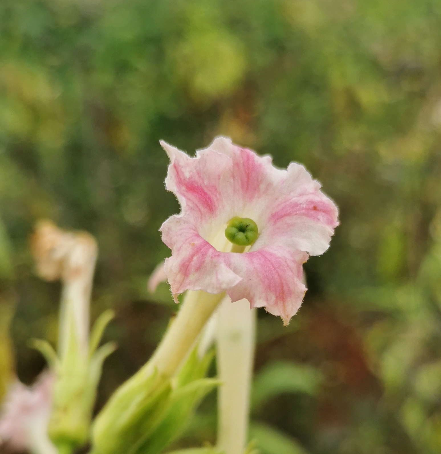 烟草花首发