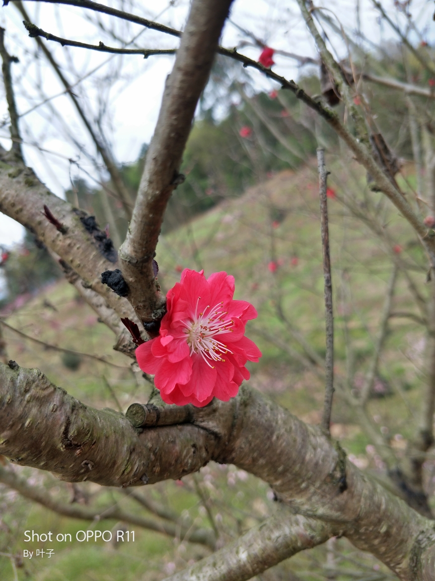 你像三月桃花开