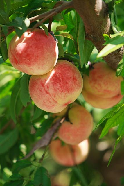 一寸丹心果盈筐