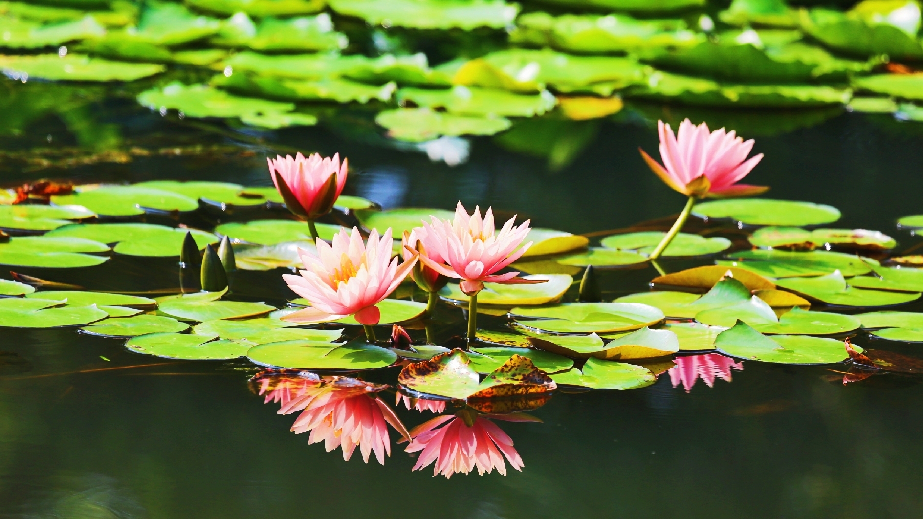朗诵 悠悠然 音频 菊  裳 v 篇  菊裳