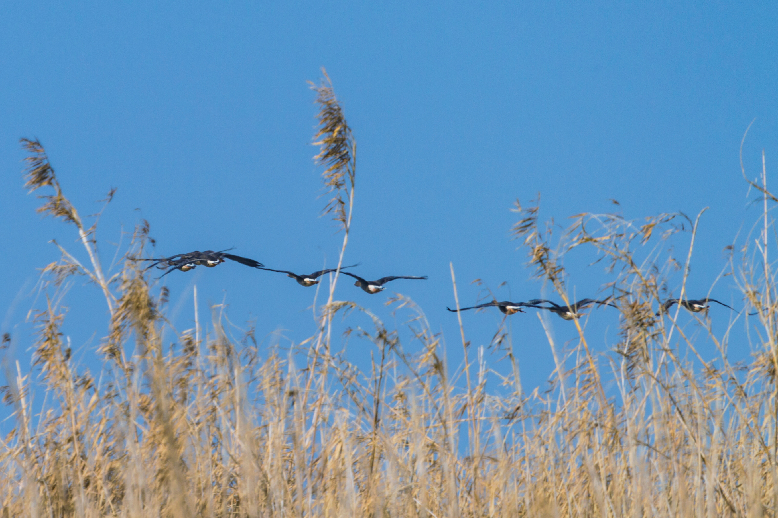 初入南矶山候鸟保护区【首发】