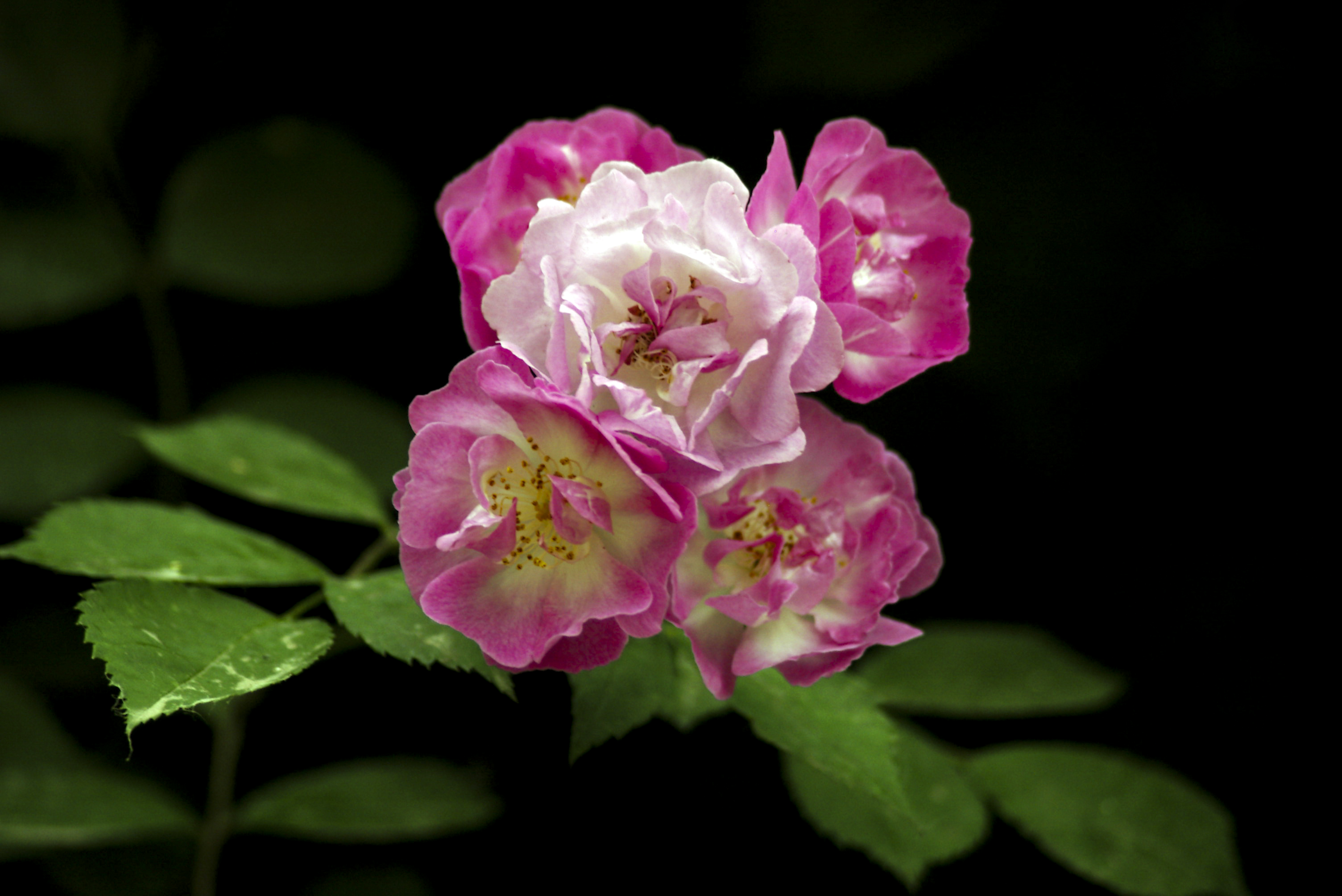 蔷薇蔷薇花又开