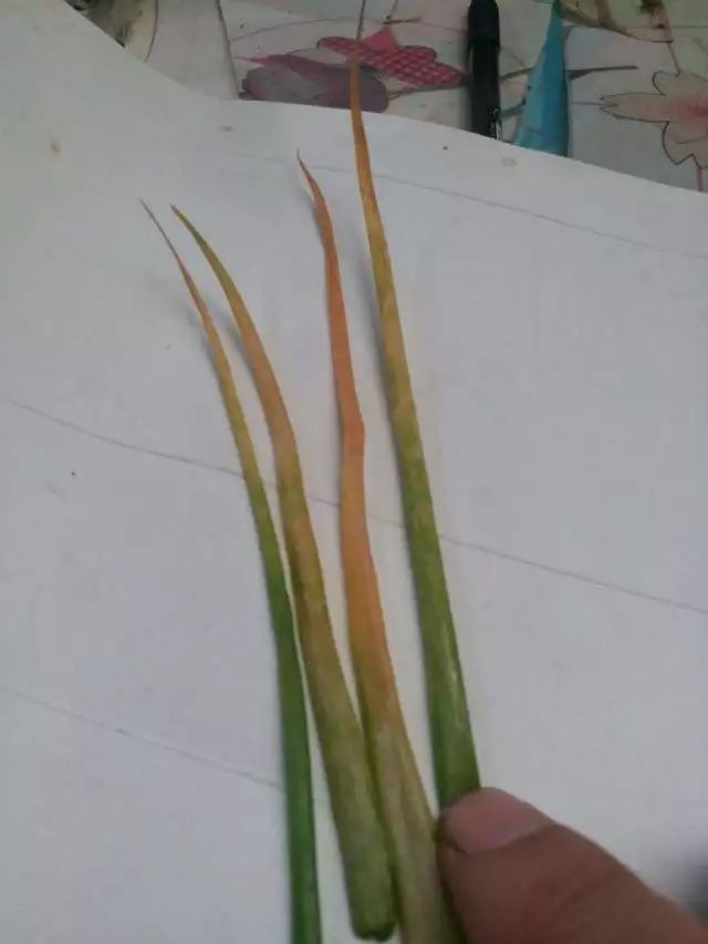 大葱干尖发黄怎么了?
