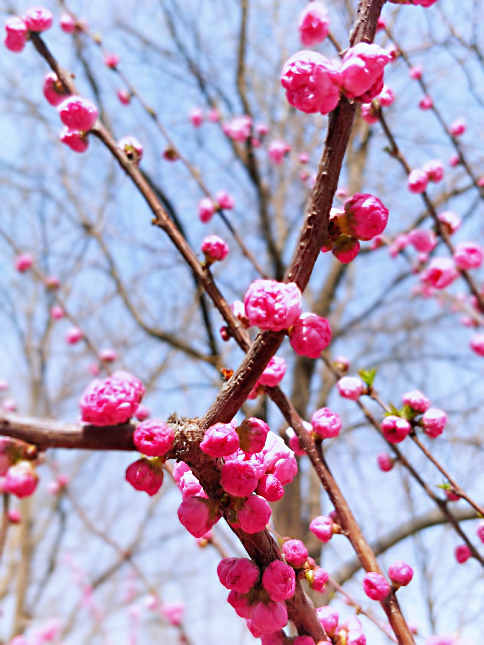 花團錦簇小桃紅