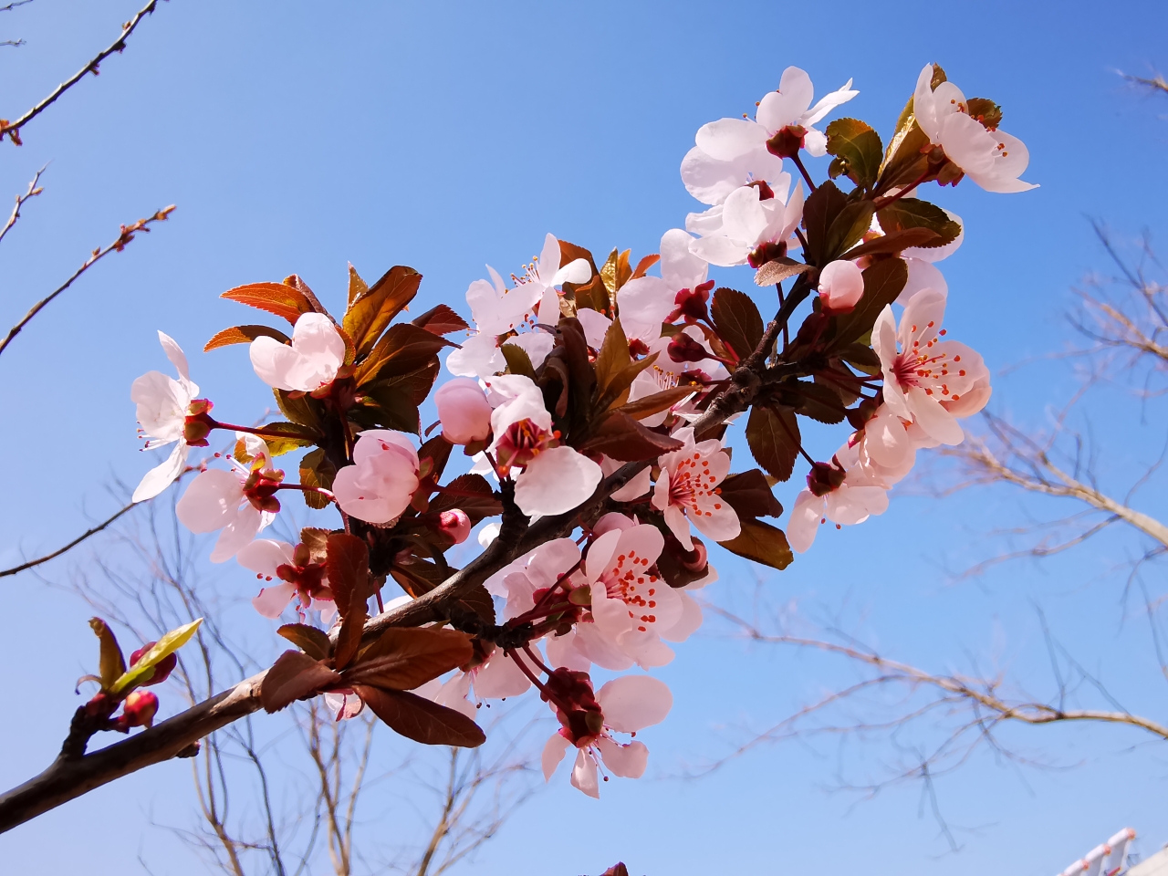 手捧桃花