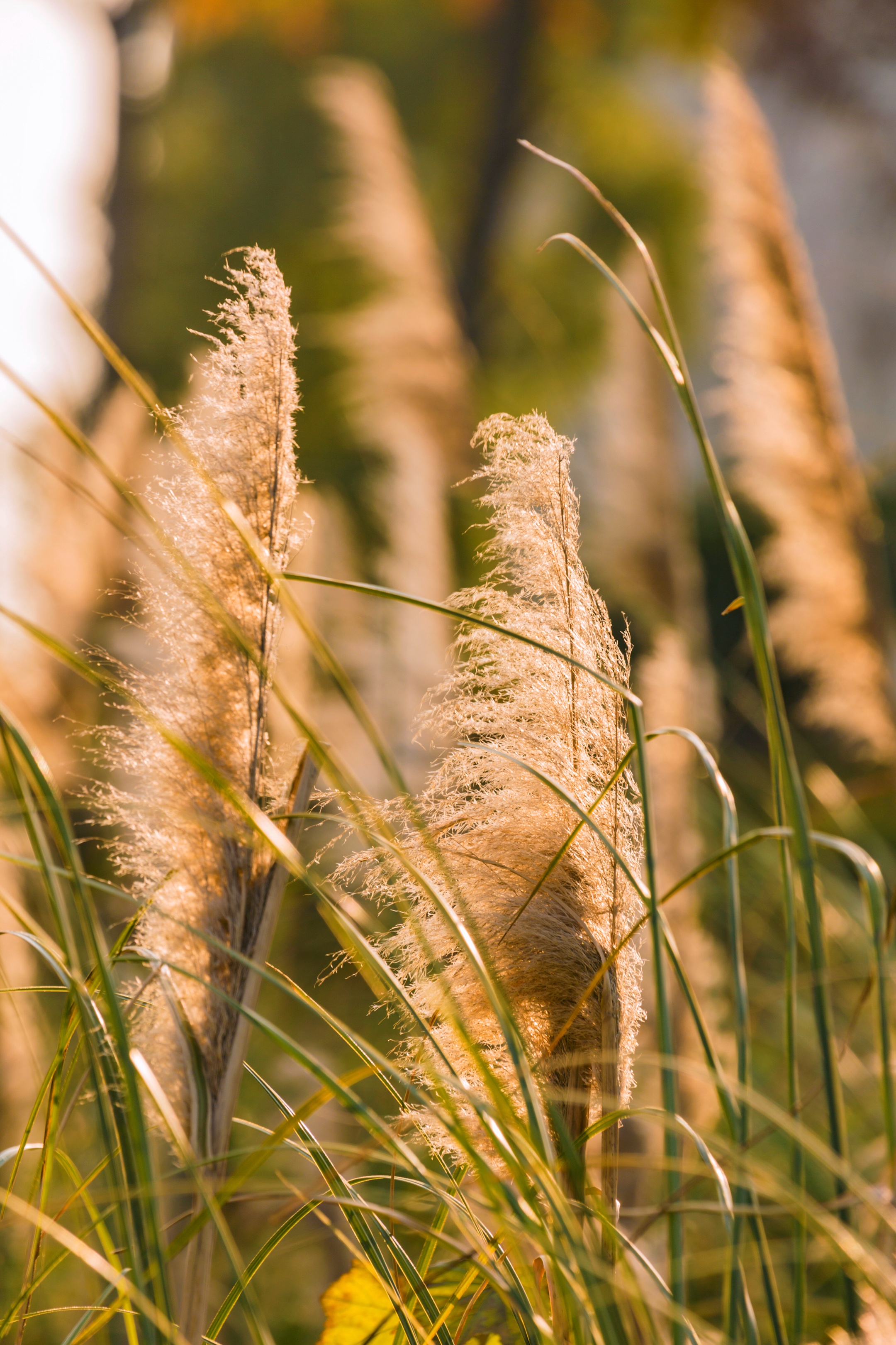 芦花飞舞漫天霜首发