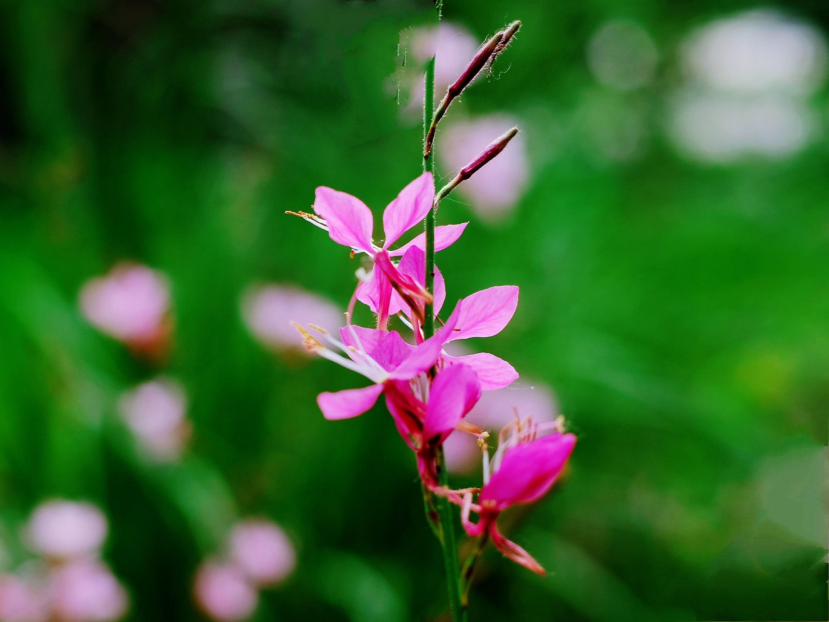 灵动秀气山桃草花
