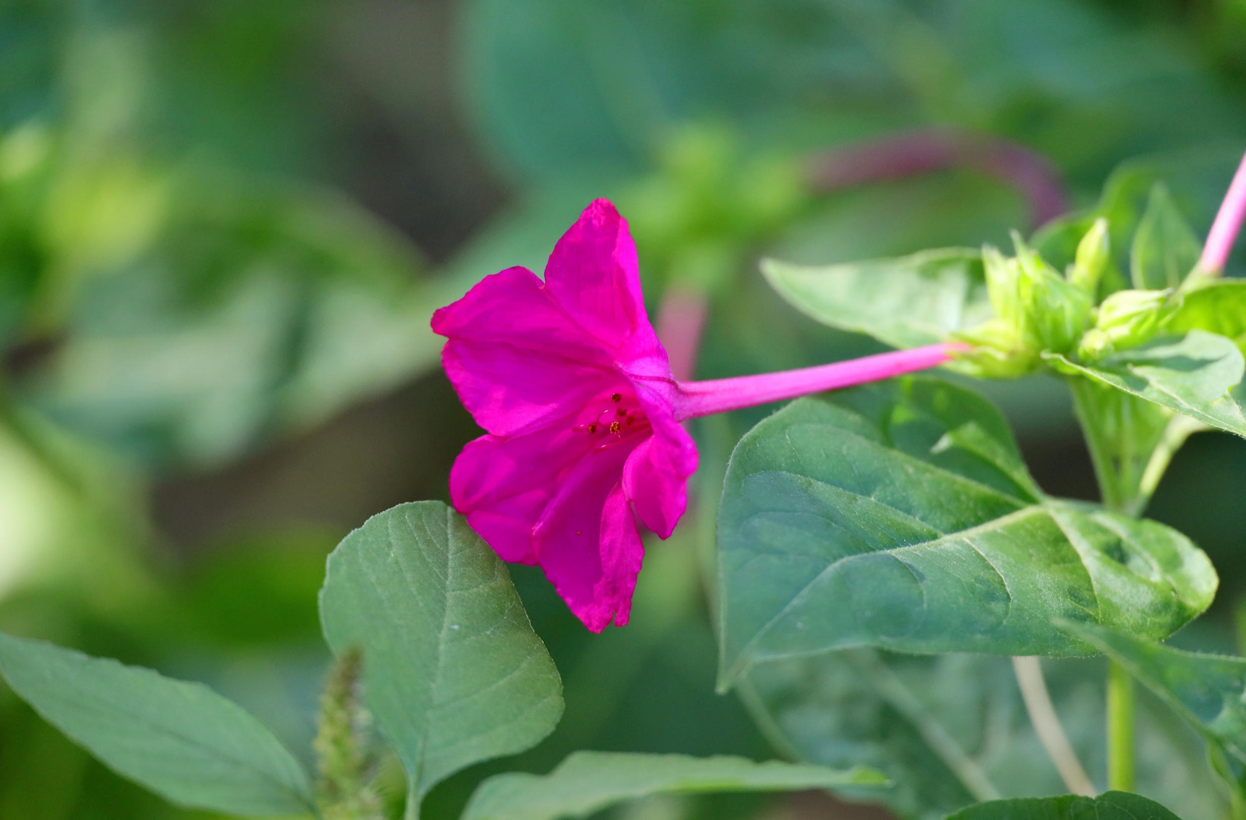 好看好养的地雷花