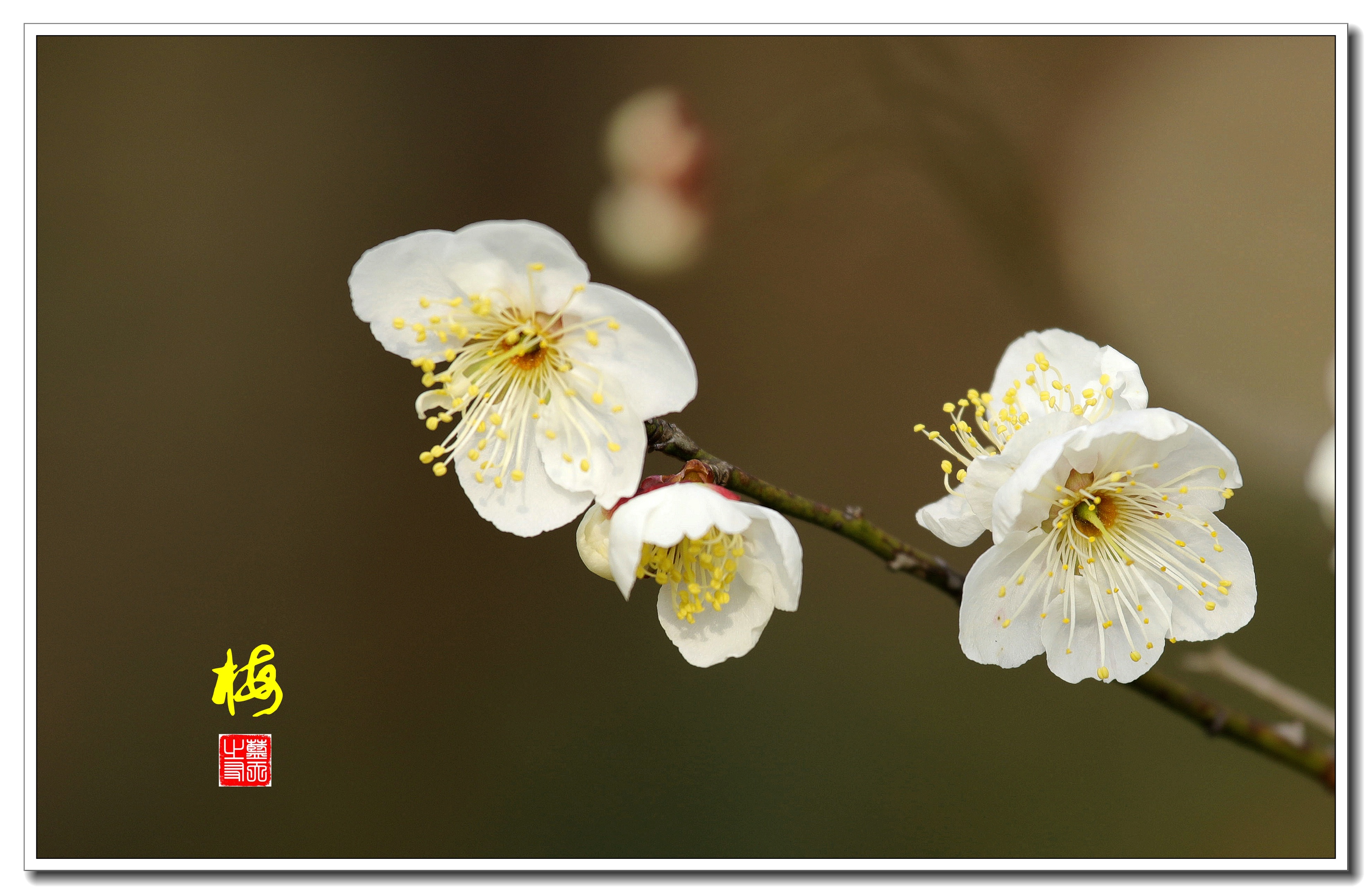 首发一枝独秀梅花