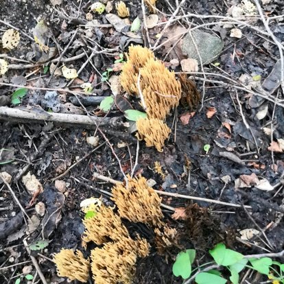 菜蘑菇图片来源网络