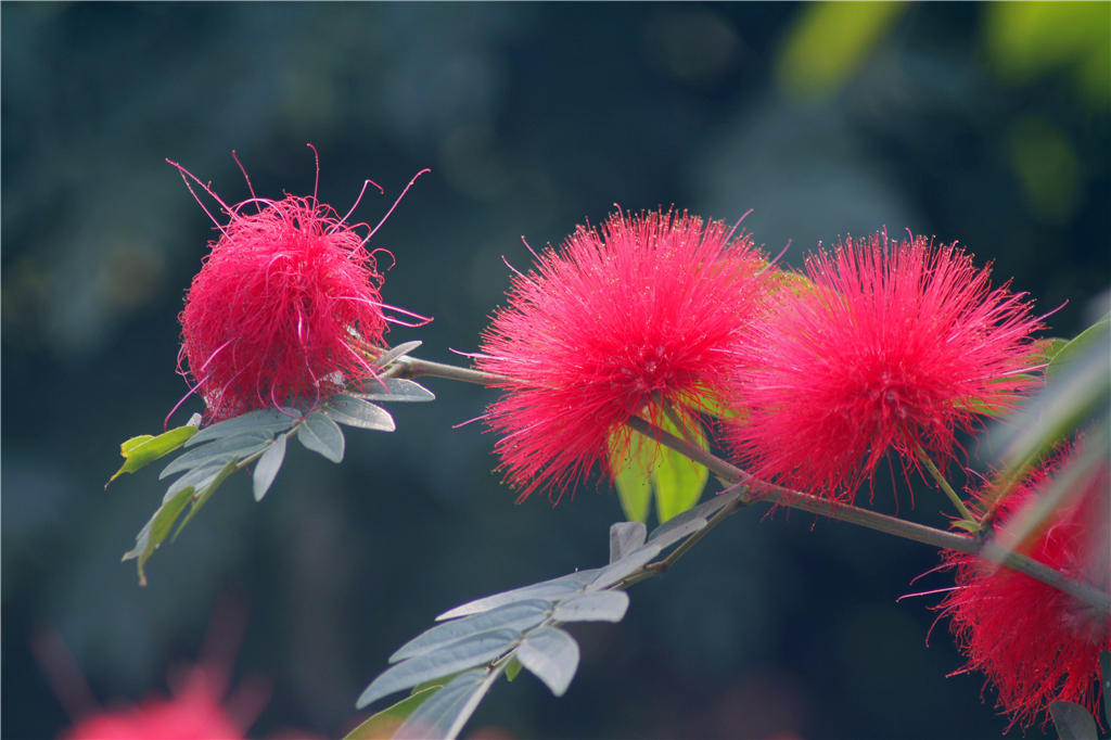 朱缨花花如丝灵动叶如羽飘逸