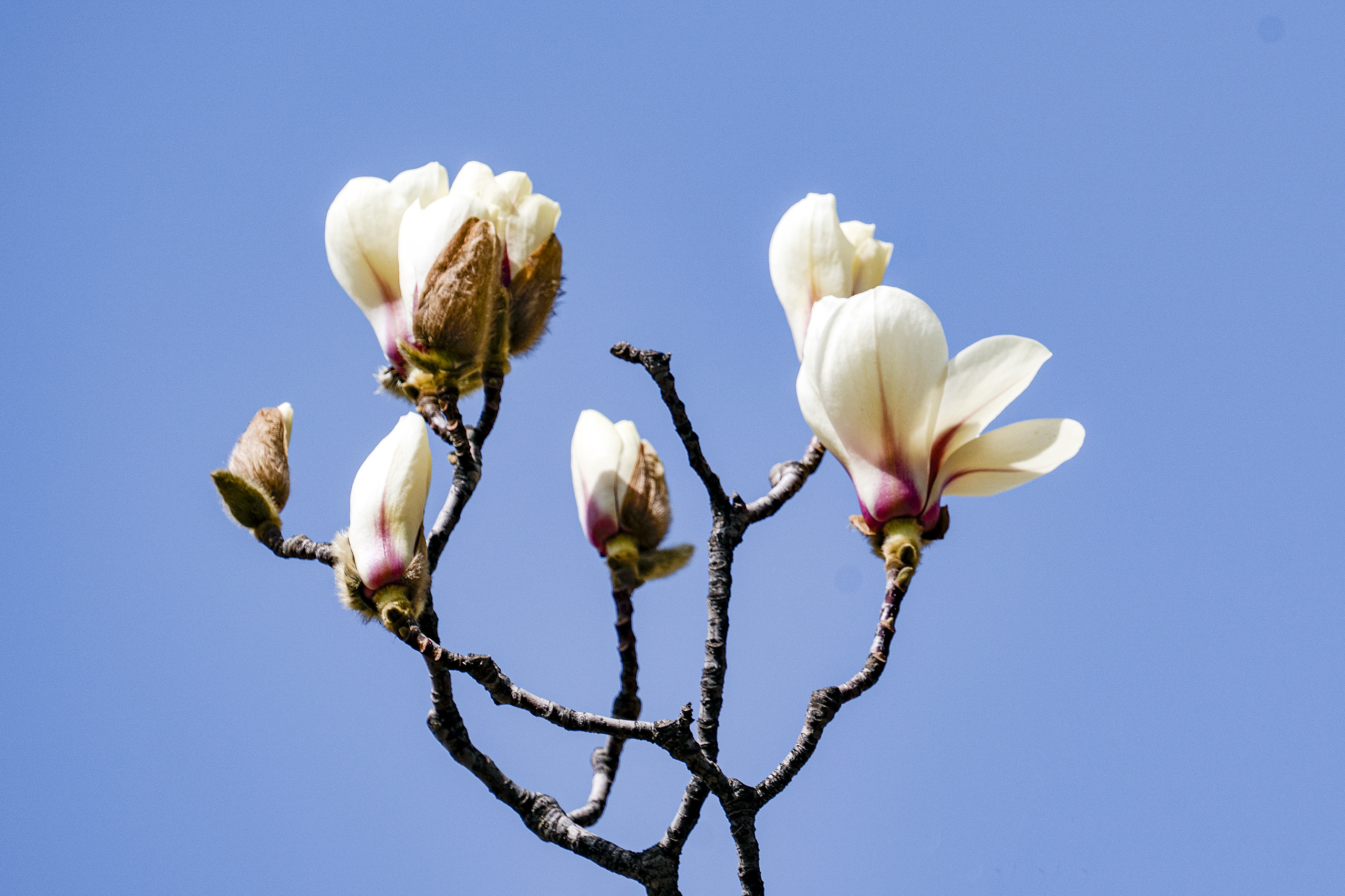 玉兰花样子图片