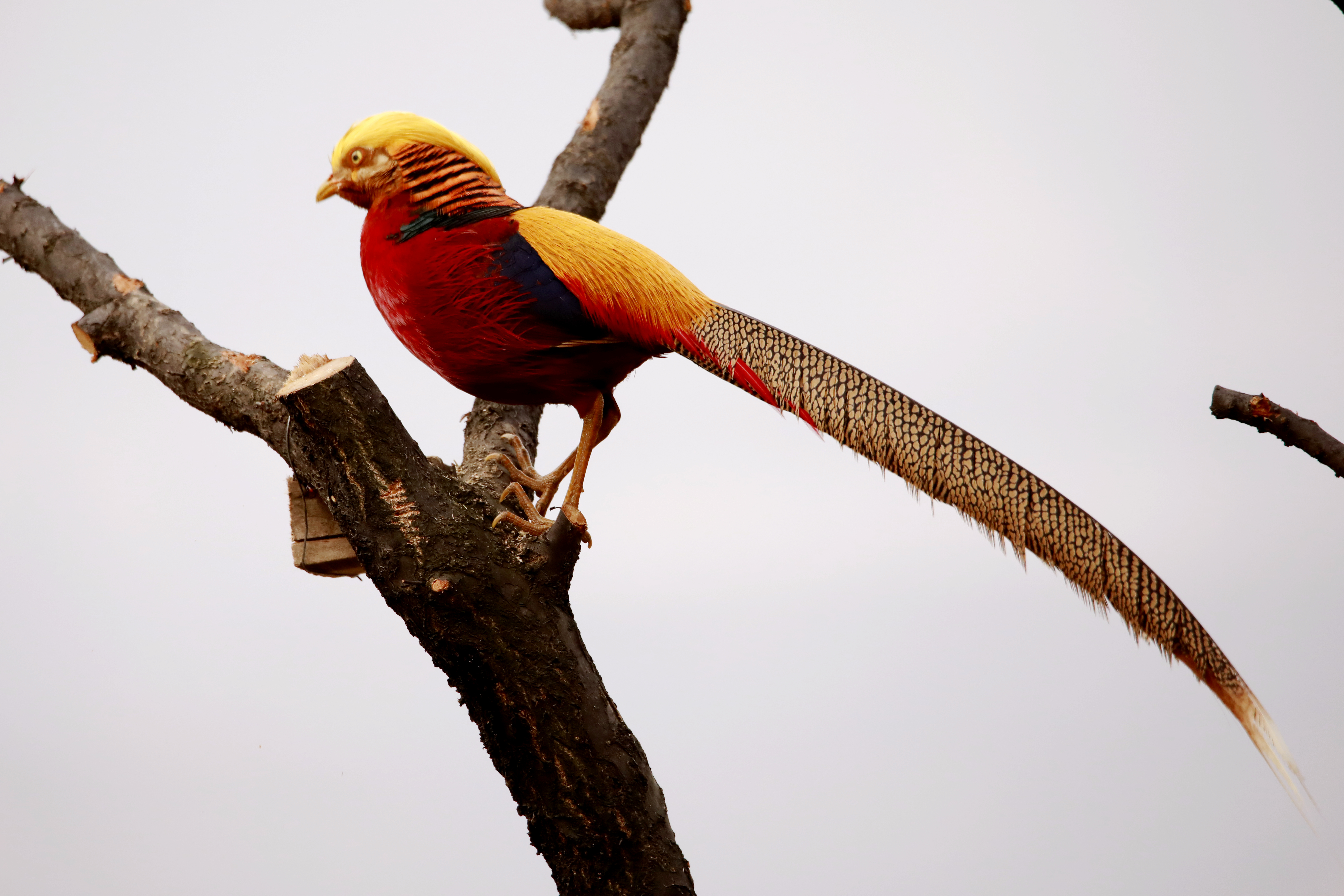 山头锦鸡金作冠身披五采成斑斓