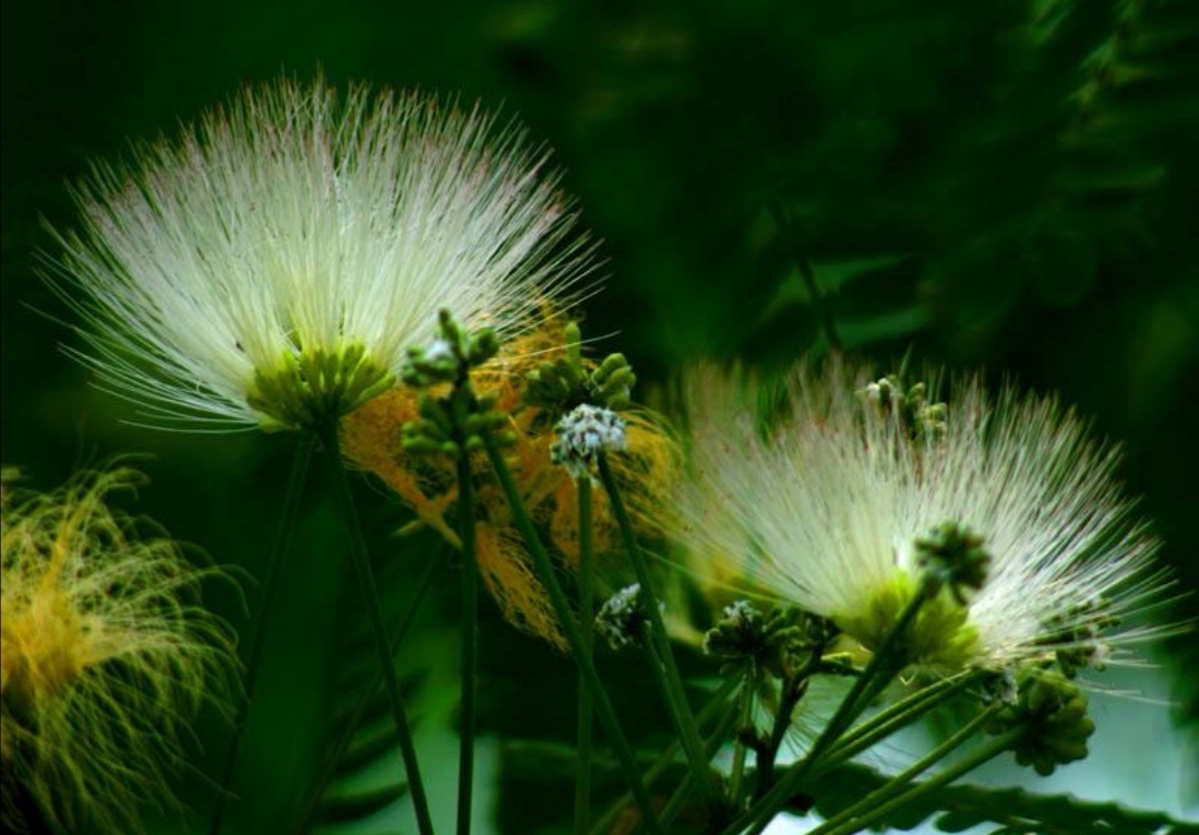 合歡花,花開花謝皆是詩,風起雨落皆入畫【首發】