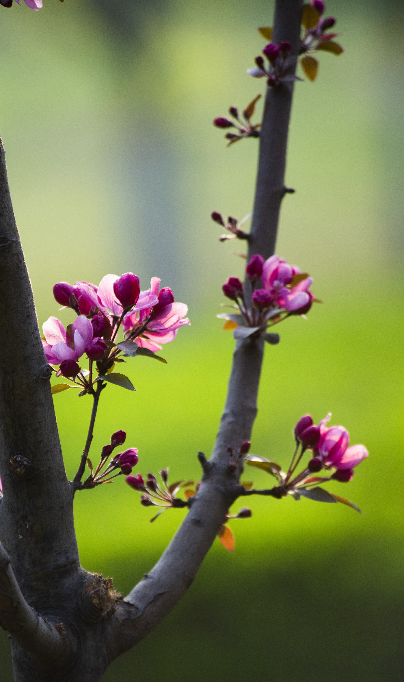 春洒甘棠,鸟语花香