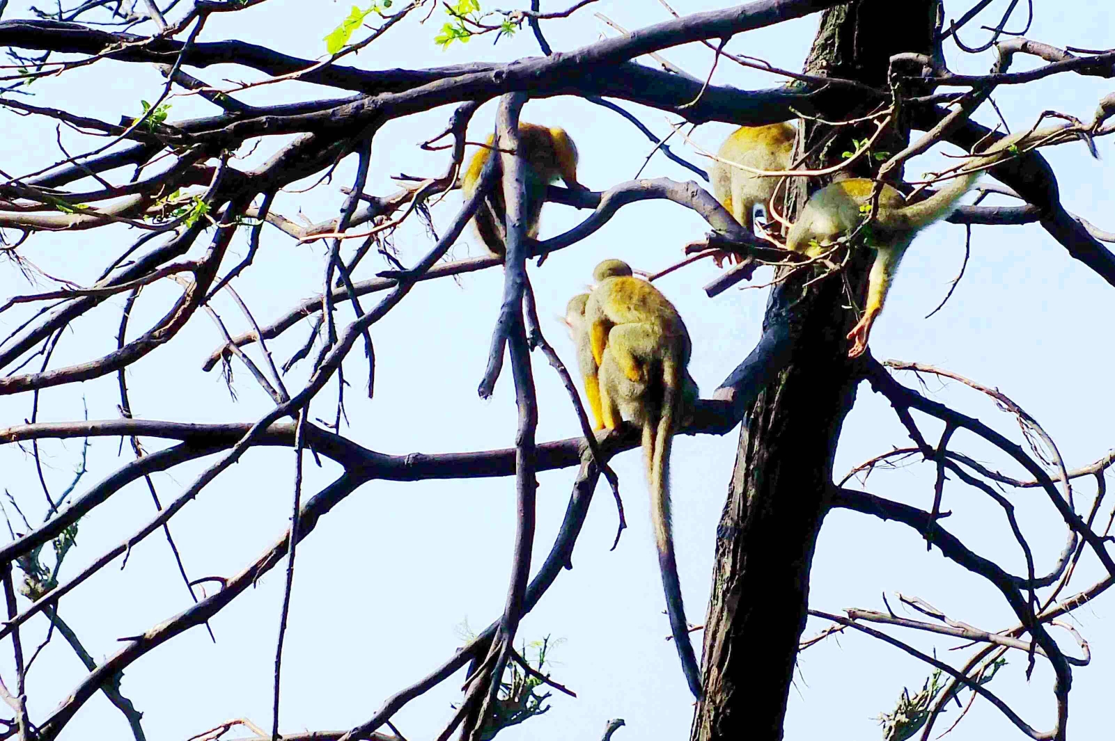 春日游合肥野生动物园