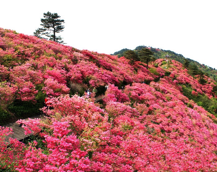 映山红 图片来自网络