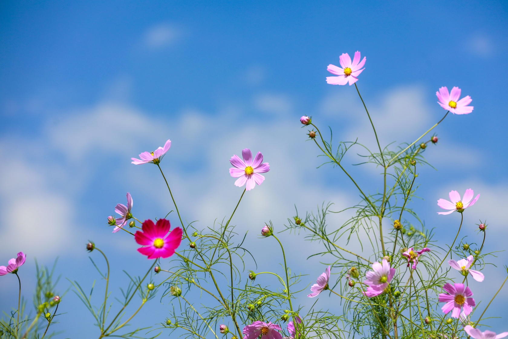 格桑花艳已凉秋