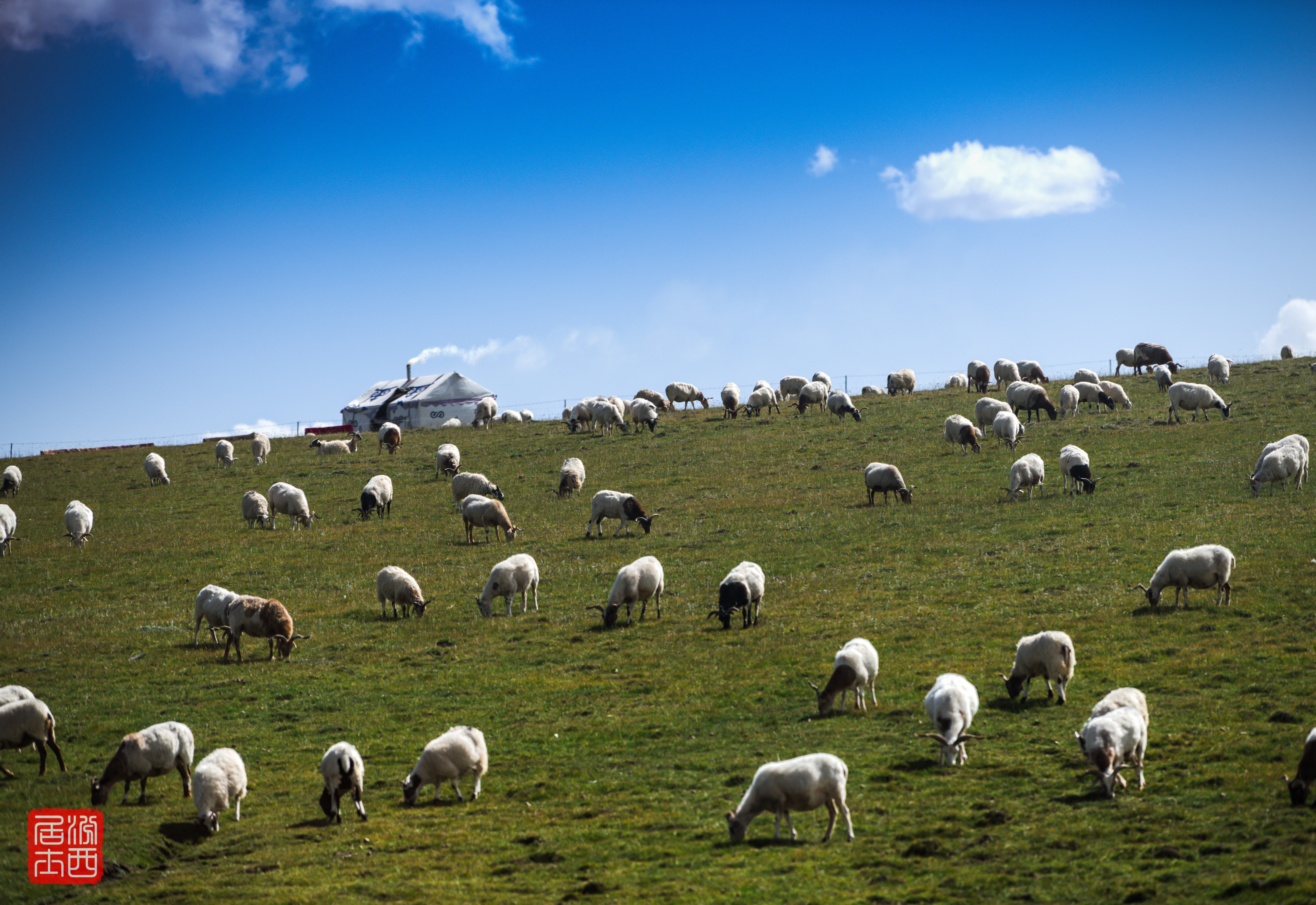 漫山遍野的羊群在蓝天白云下悠然自得,远处炊烟袅袅.