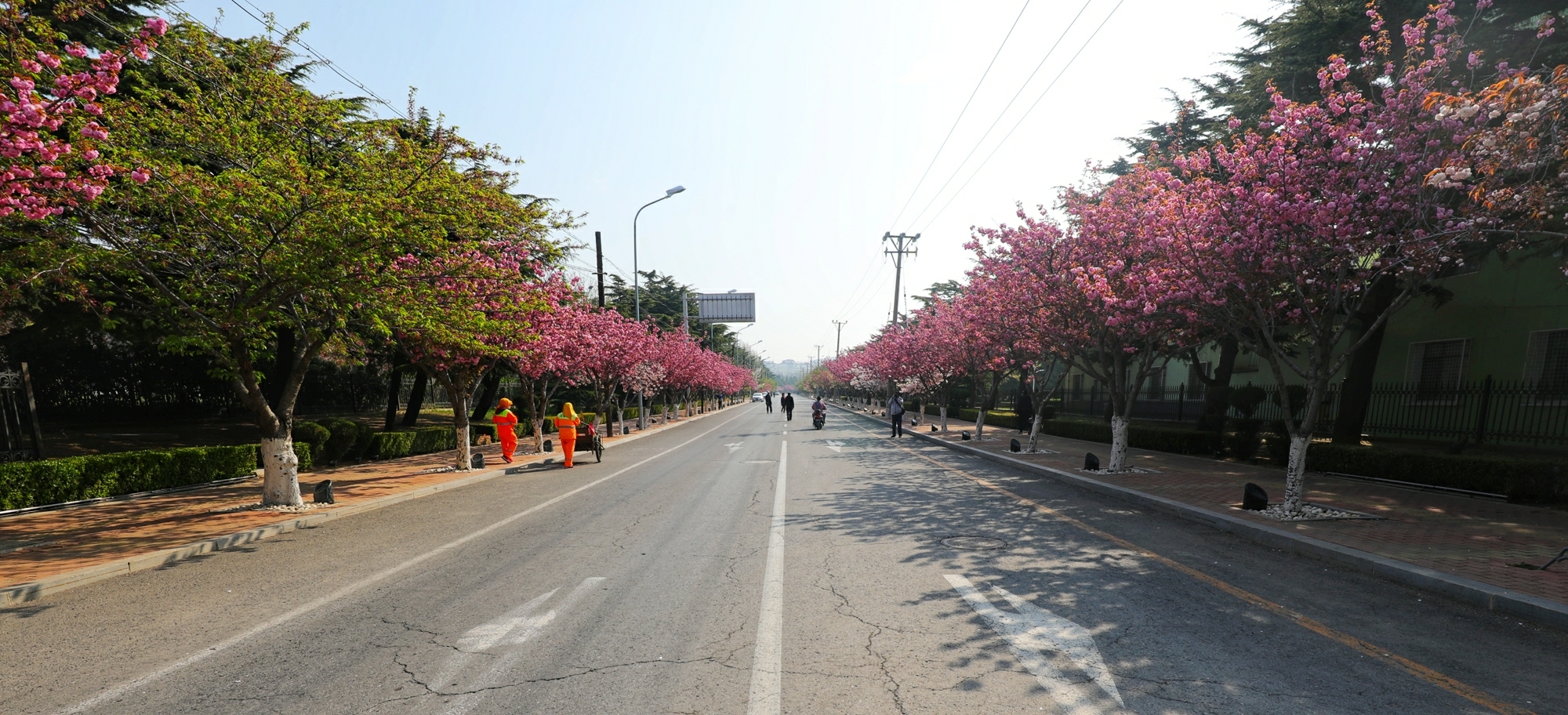 旅顺樱花大道和博物馆