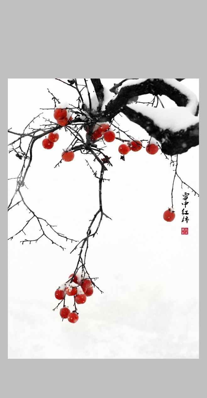 难得一遇的暴风雪,难得一遇的雪中红柿(画意摄影)