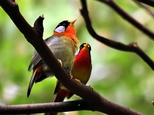 鸟啭幽林翠月鸣