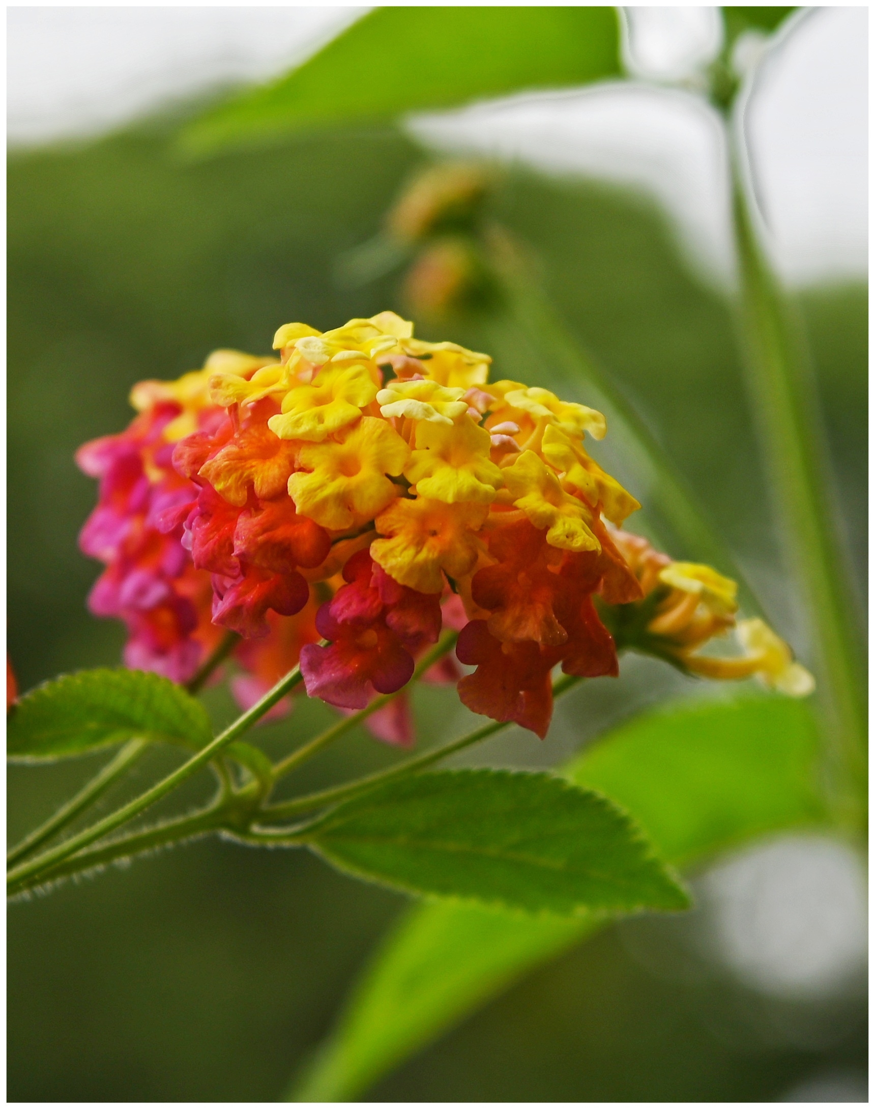 最美的入侵植物马缨丹
