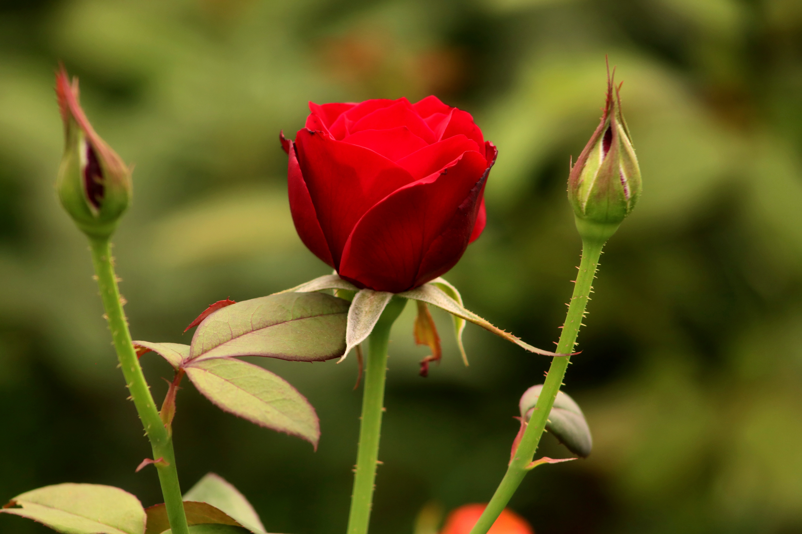 红玫瑰献给最可爱的人——庆祝中国人民解放军建军93周年!