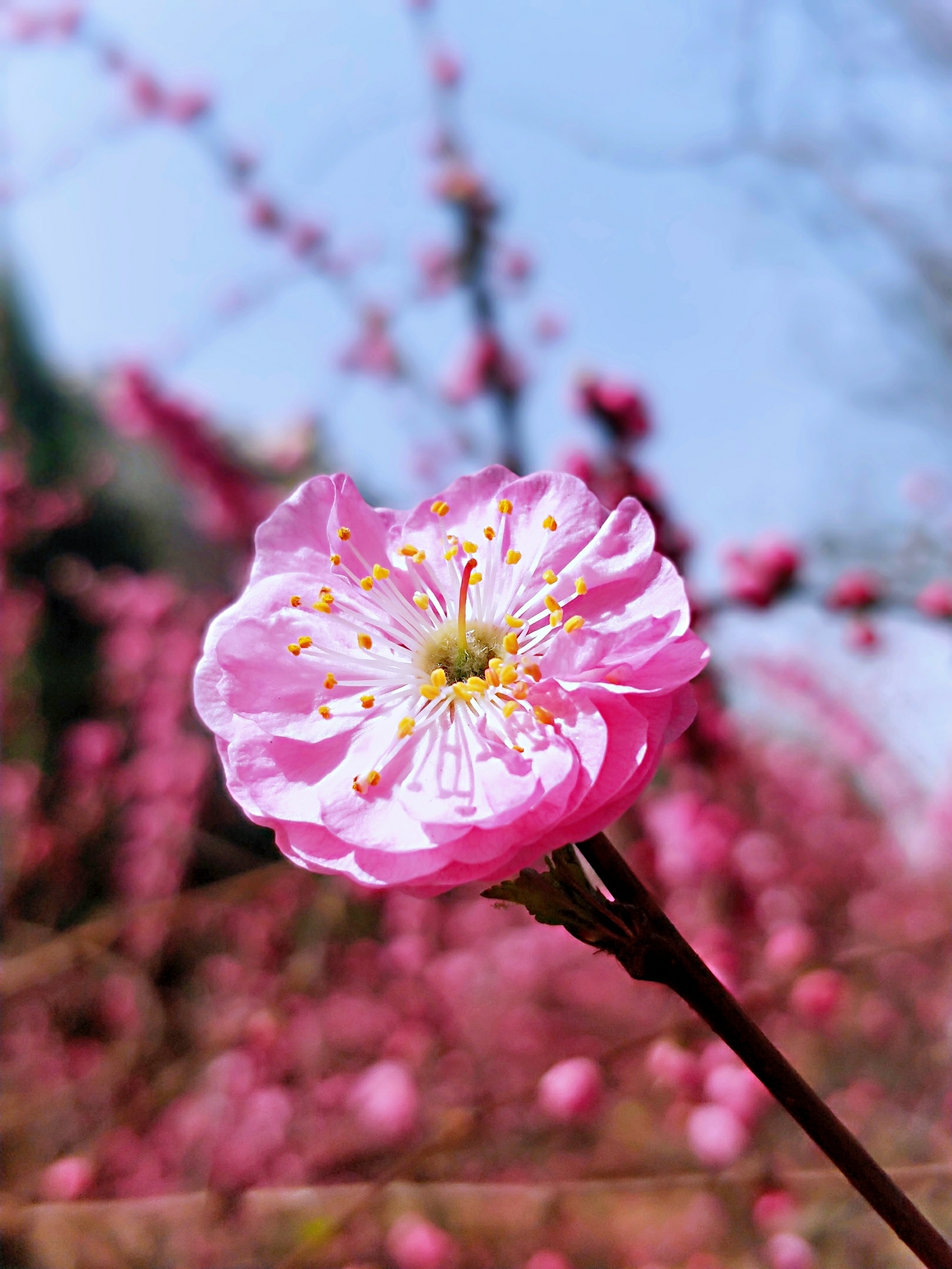 花团锦簇小桃红