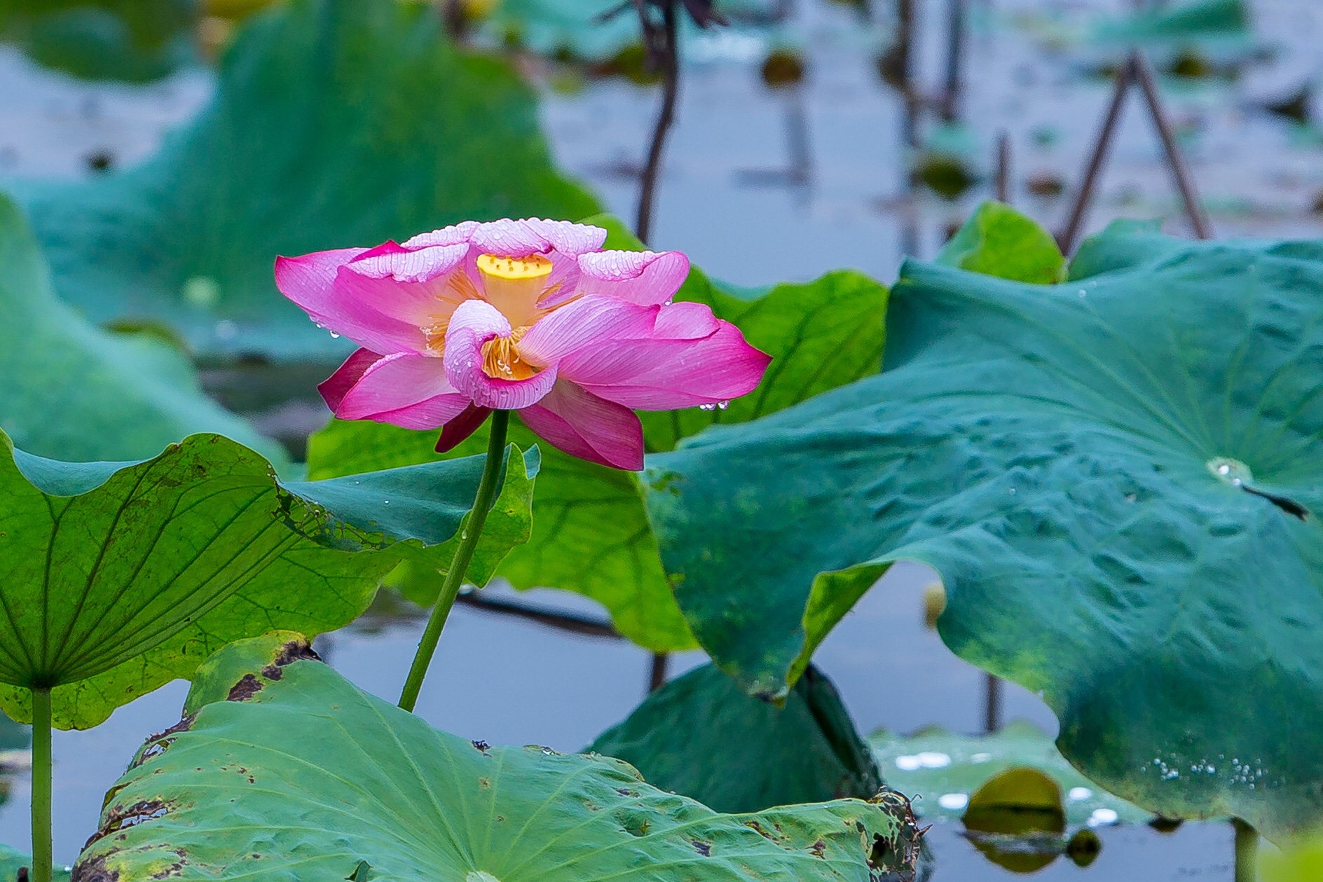 雨中的荷塘首发