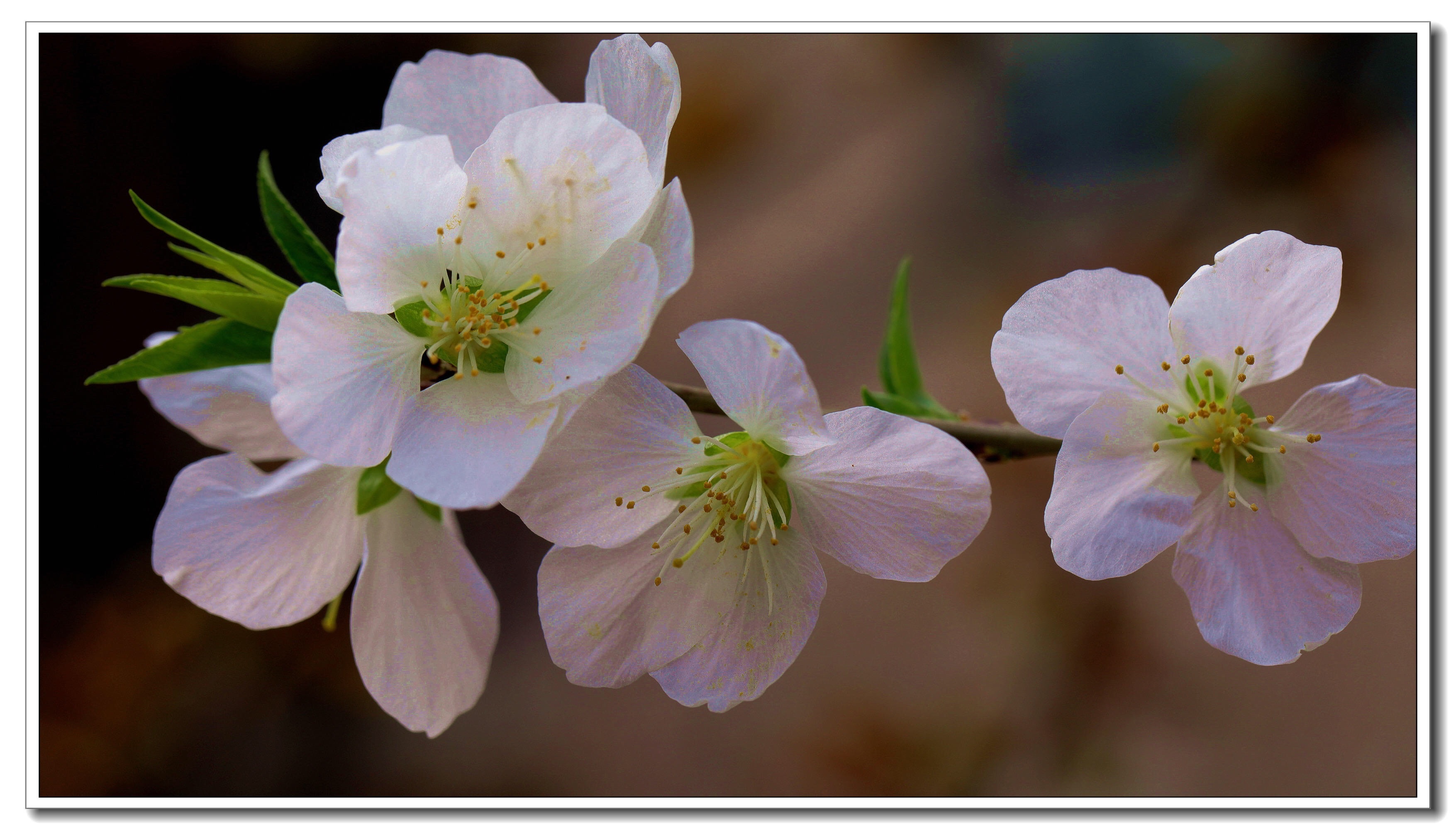 桃杏李花迎春来