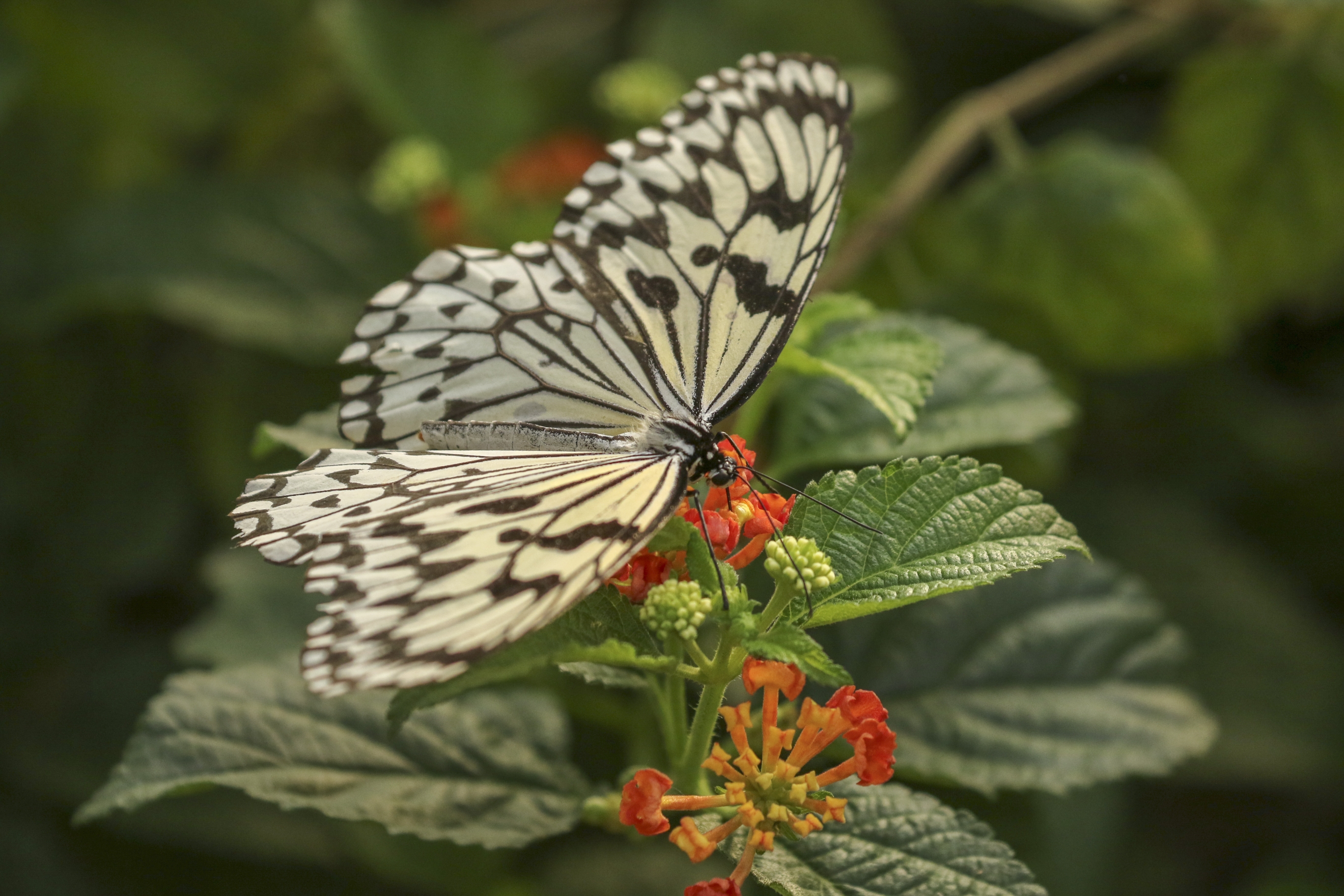 大帛斑蝶vv首发