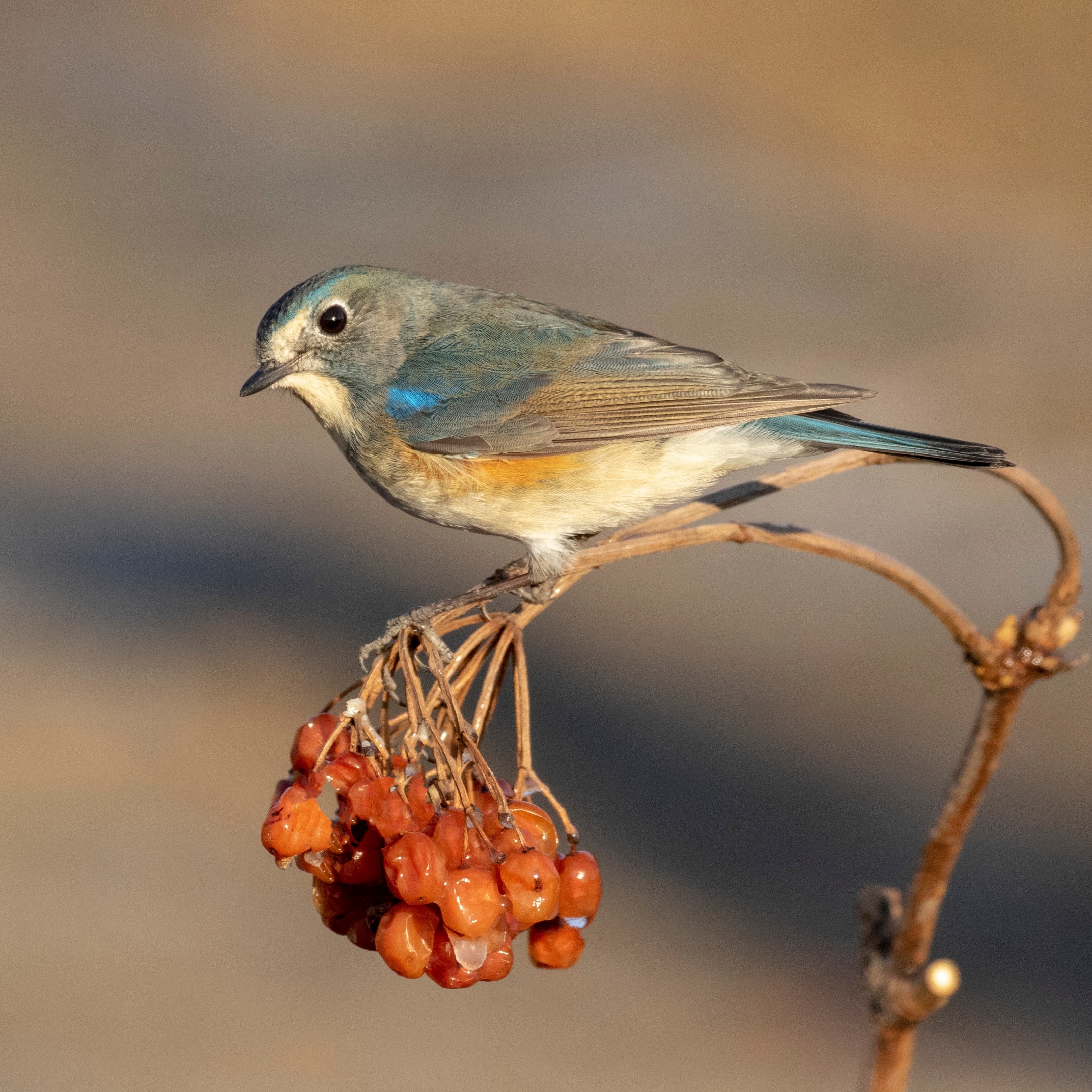 【首发】奥森冬日拍鸟～红胁蓝尾鸲