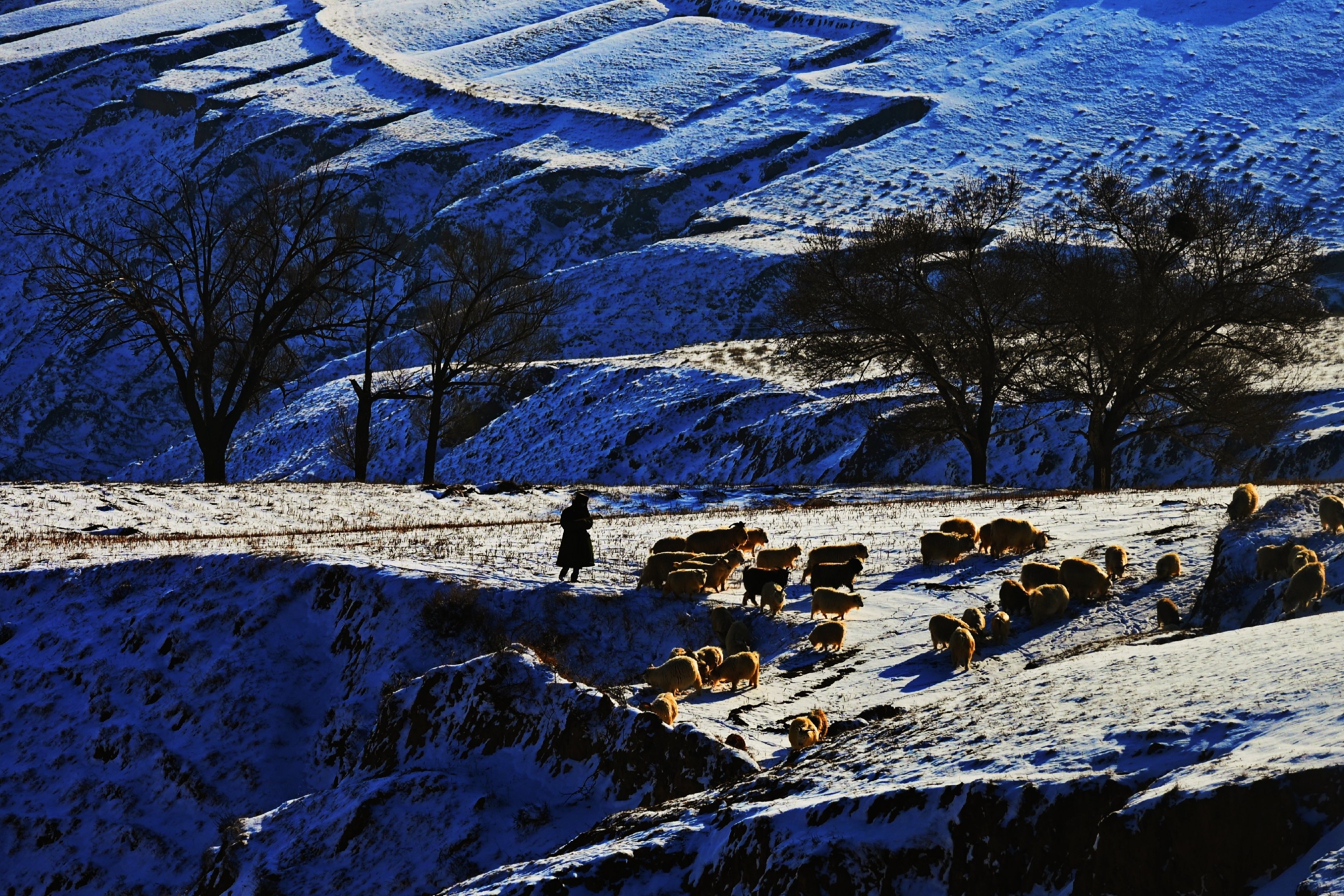 塞北的雪