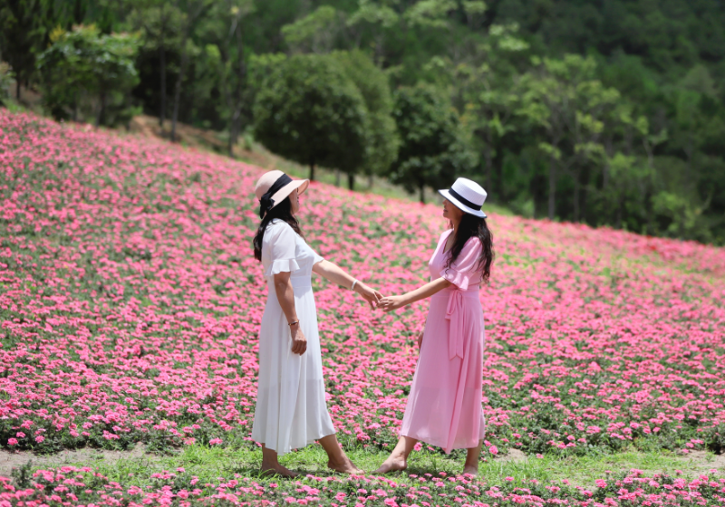 花海倩影