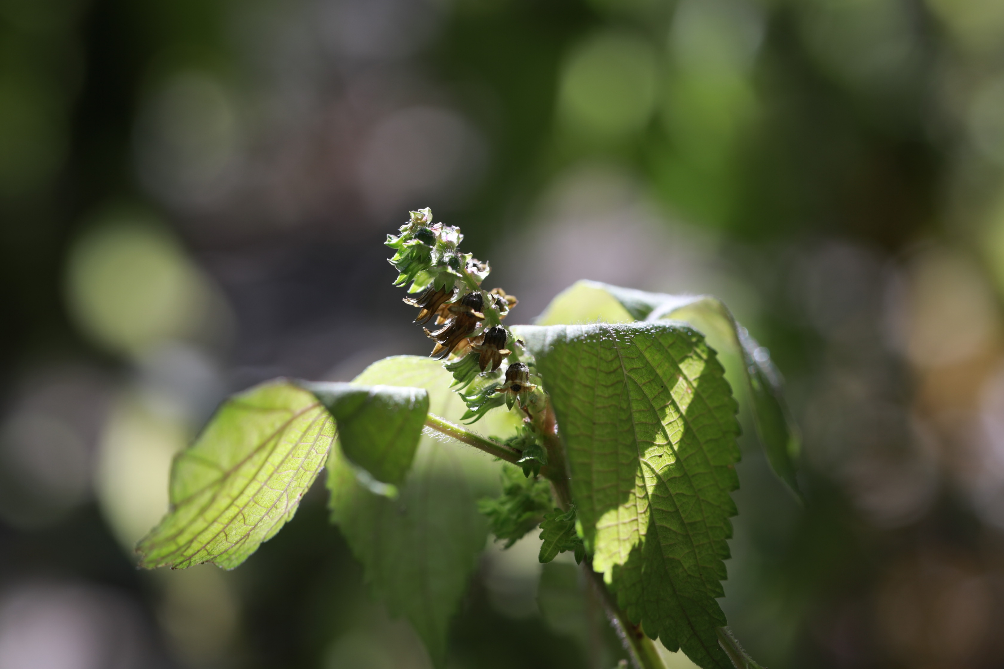 独特芬芳薄荷花vv首发